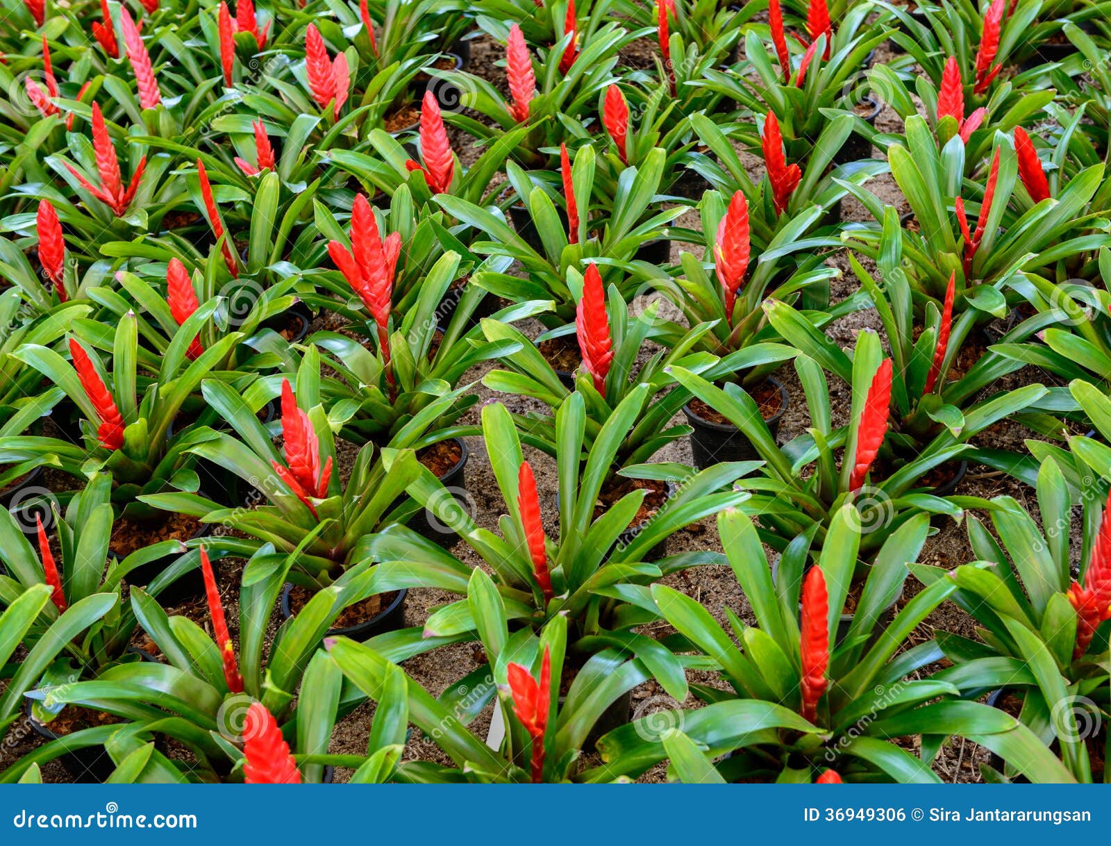 Garden of bromeliads stock photo. Image of bloom, leaf - 36949306