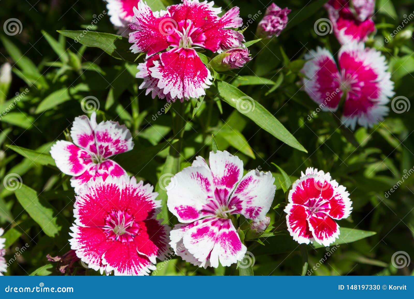 Garden Carnation Bush stock photo. Image of isolated 148197330