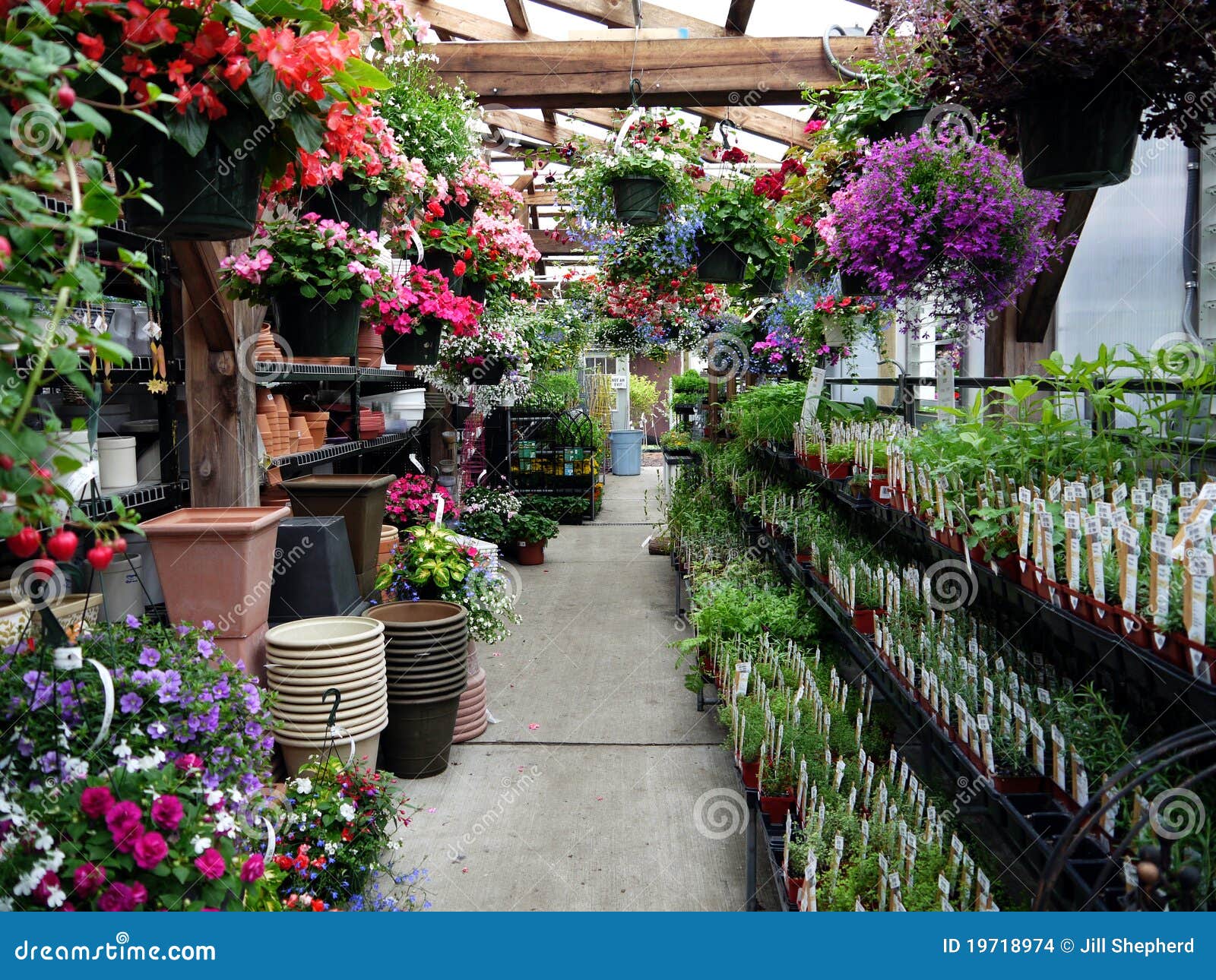 Garden Center Herbs and Hanging Baskets Stock Photo Image of flowers