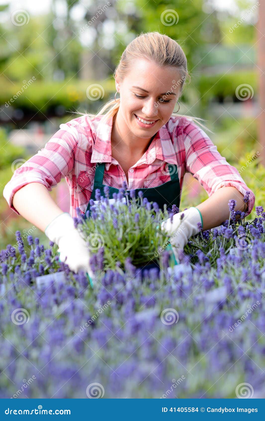 garden center woman in lavender flowerbed smiling