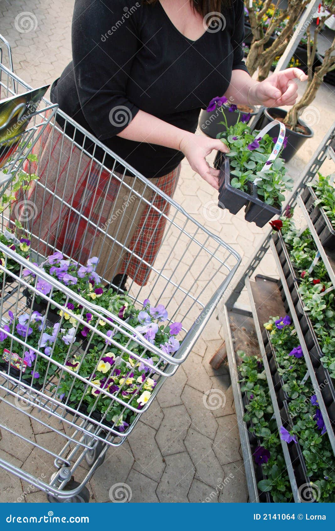 Garden centre stock photo. Image of flowers, garden, shopping 2141064
