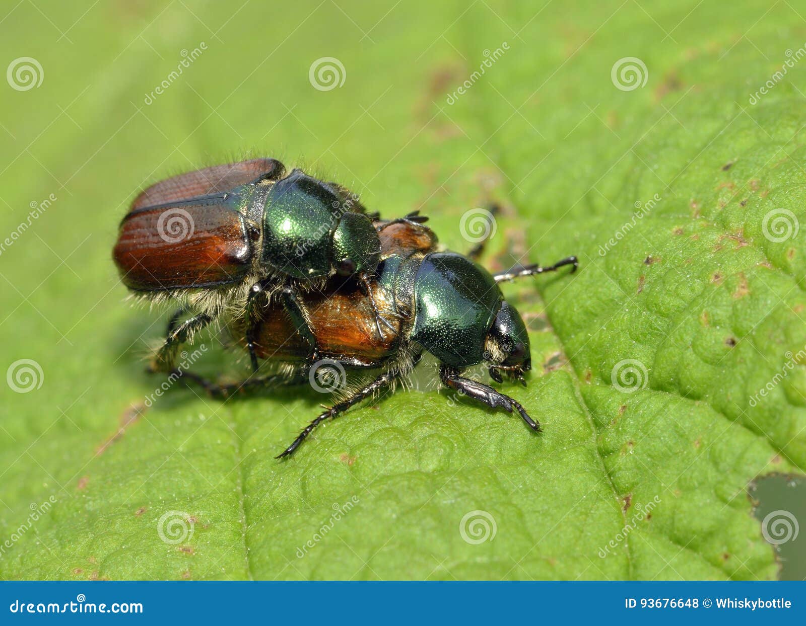 Garden Chafer Beetle Stock Photo Image Of Couple Phyllopertha