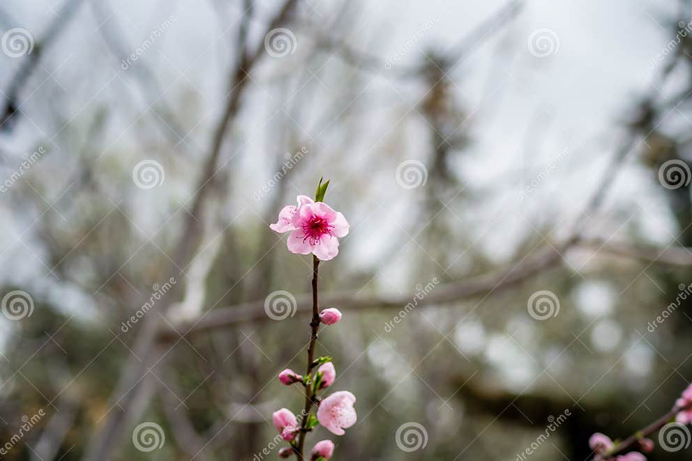 Cherry blossom in Morocco stock image. Image of golden 124219613
