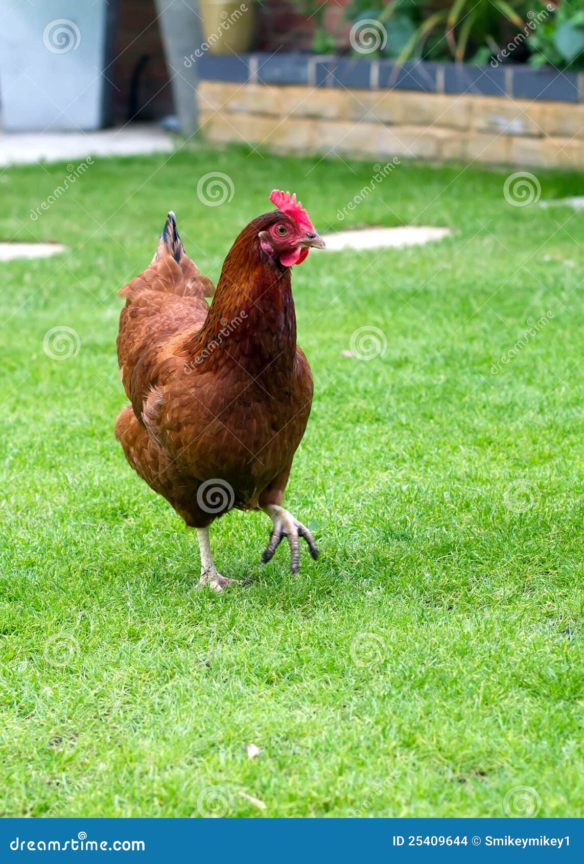 Garden chicken stock photo. Image of pullet, animal, tame 25409644