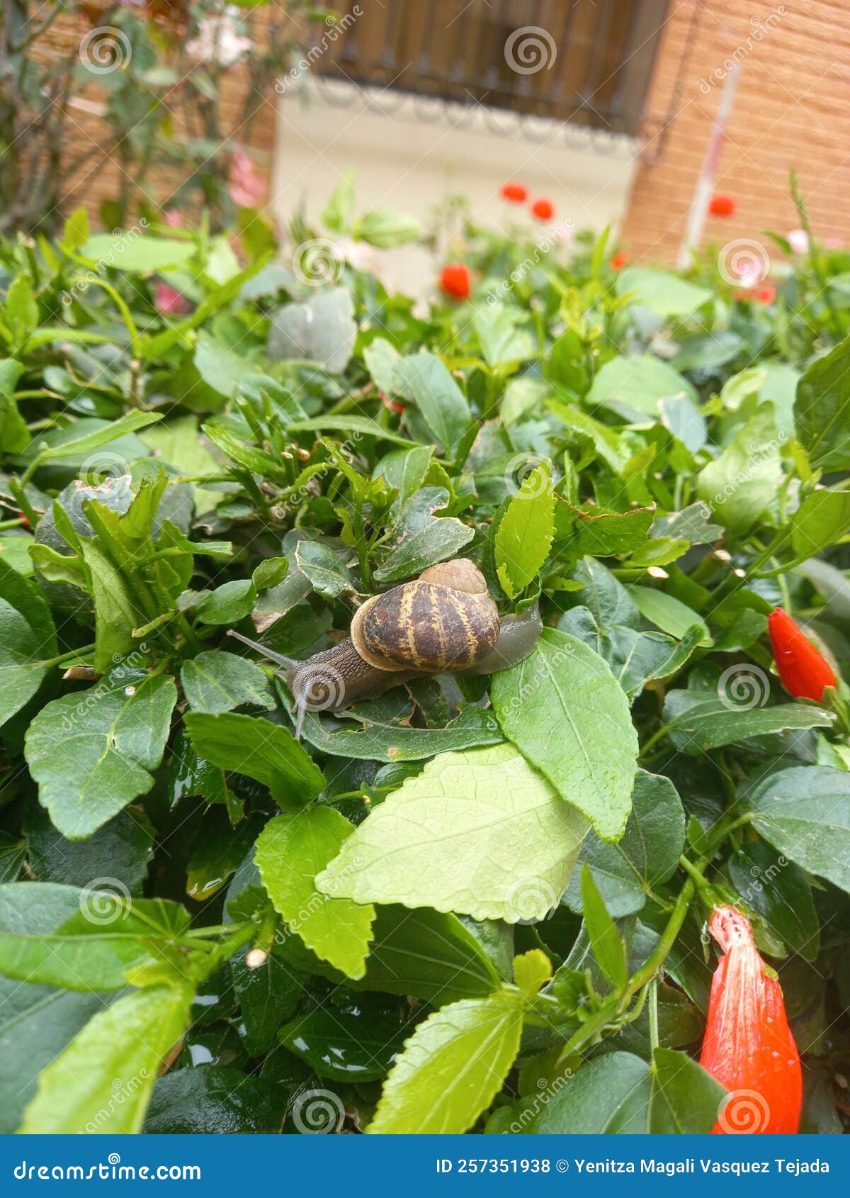 garden in the city with snails in autumn