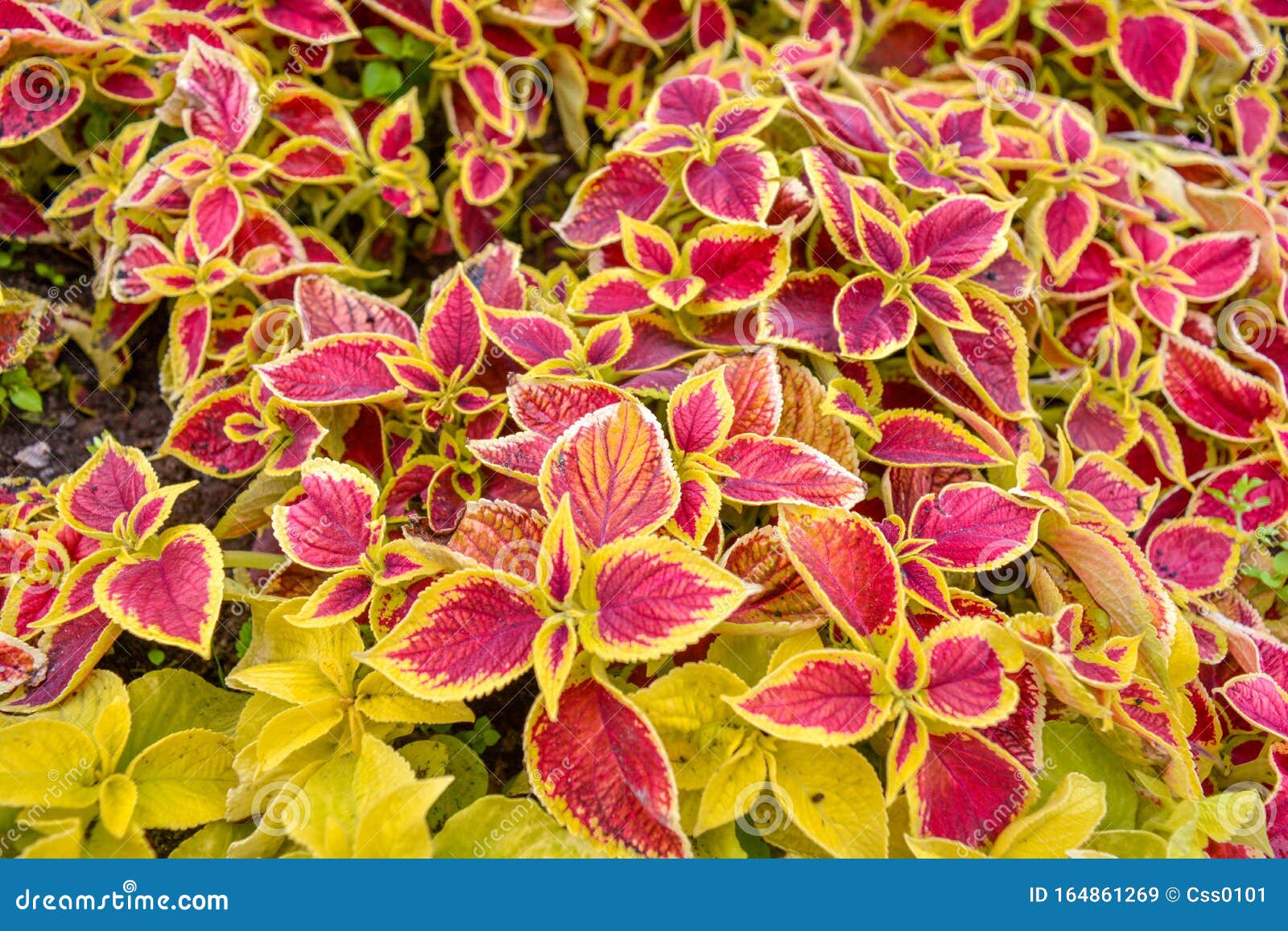 Garden Coleus Plants With Bright Red Leaves Cover Themselves With A Flower Bed Stock Image Image Of Botanical Bush 164861269