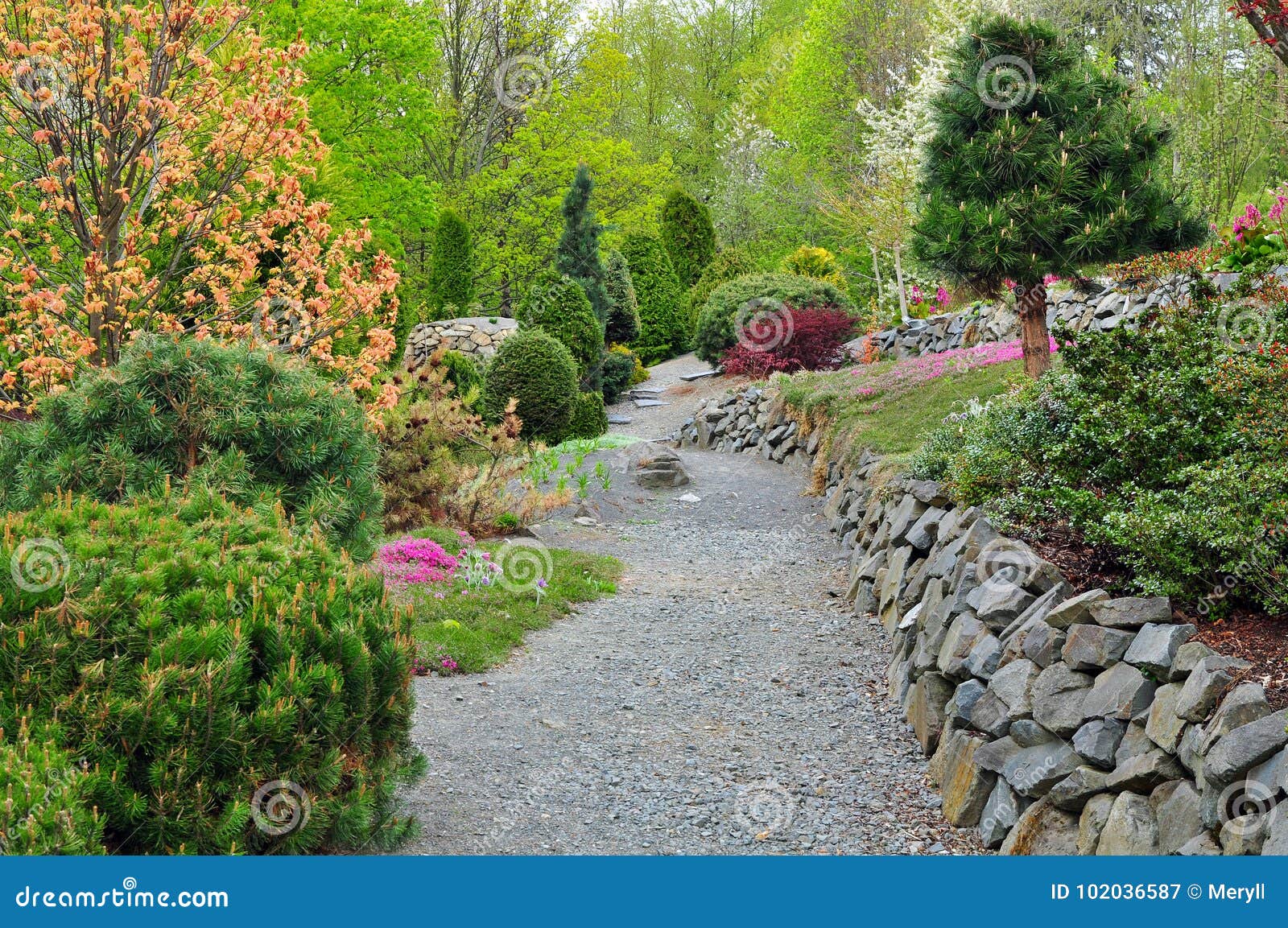 garden conifers