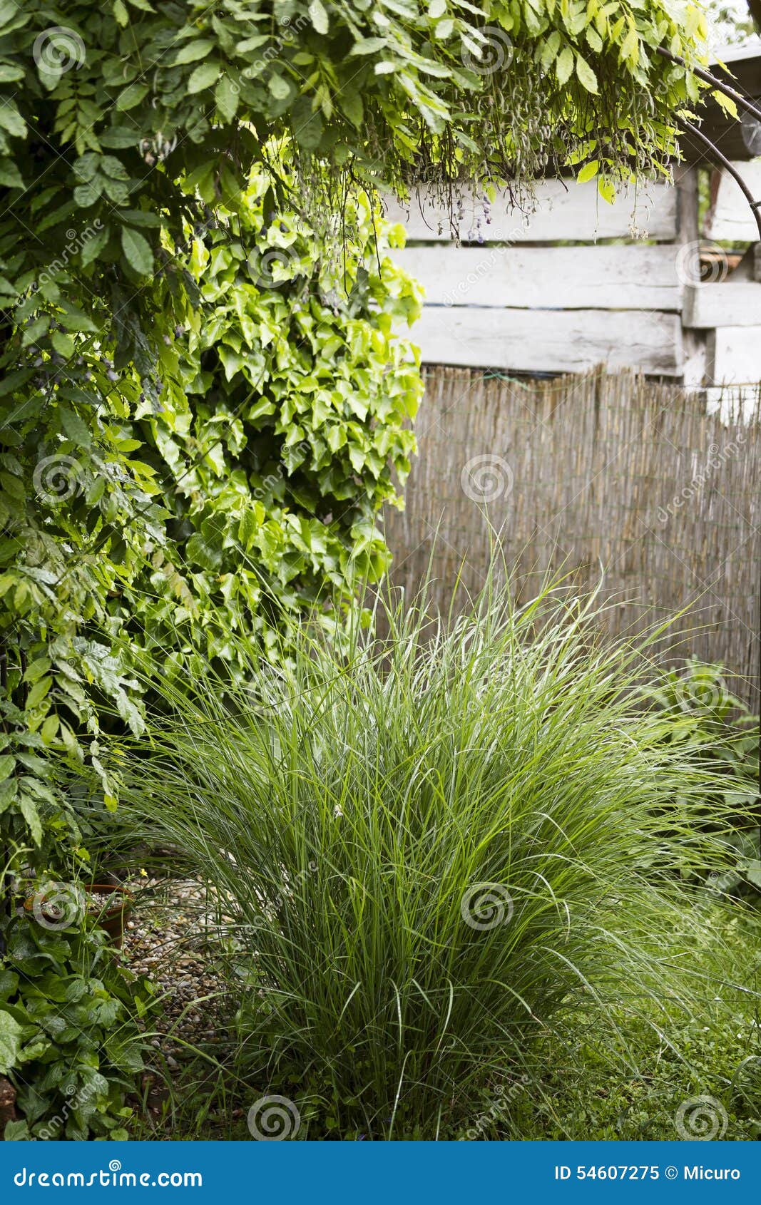 Garden corner with plants stock image. Image of romantic - 54607275