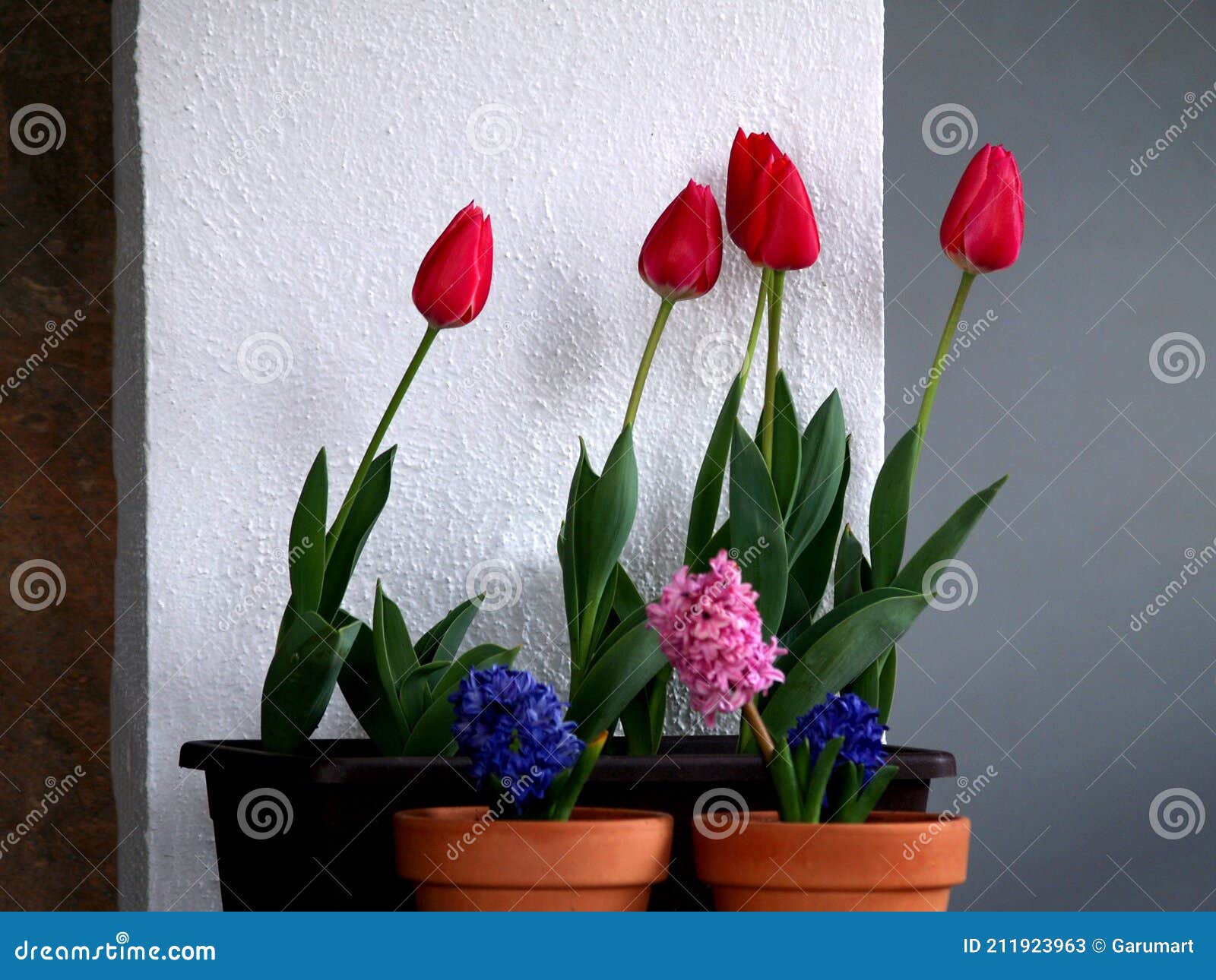 Garden Corner with Tulips in a Planter Stock Image Image of female