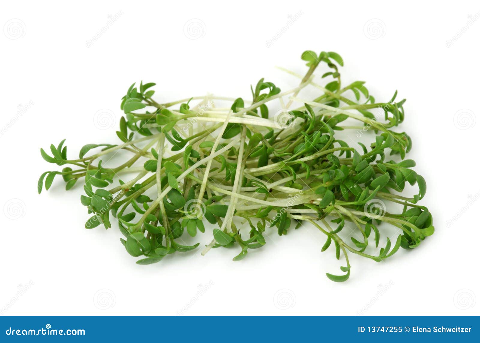 Greek garden cress