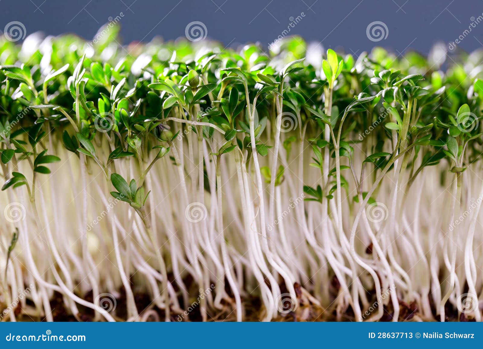 Garden Cress Stock Photos and Pictures - 15,479 Images