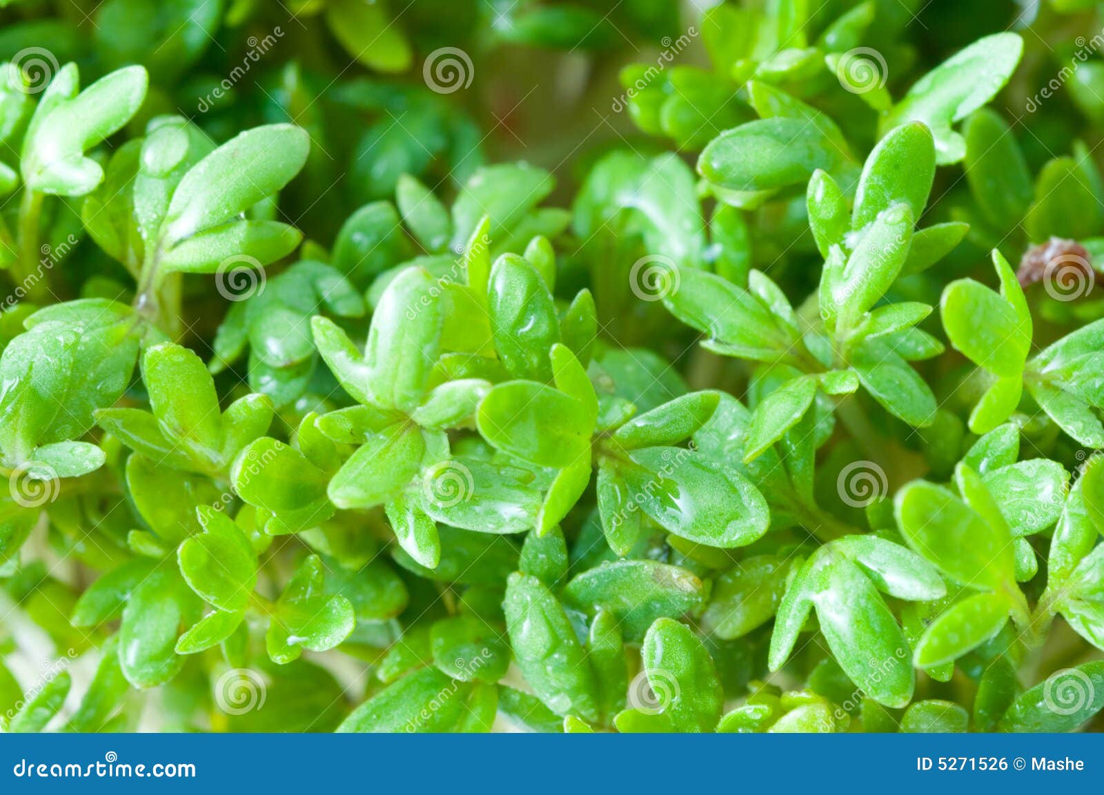 Garden cress stock photo. Image of cooking, aromatic, life - 5271526