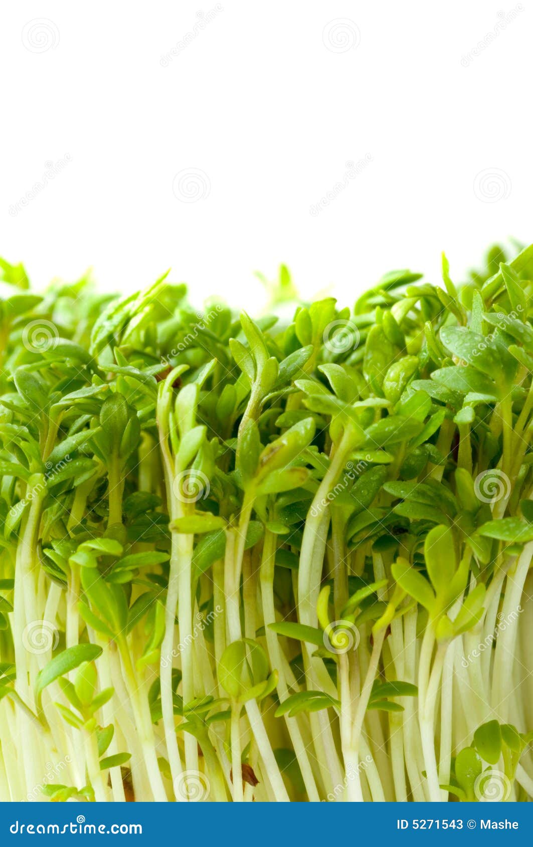 Garden cress stock image. Image of cress, fresh, freshness 5271543