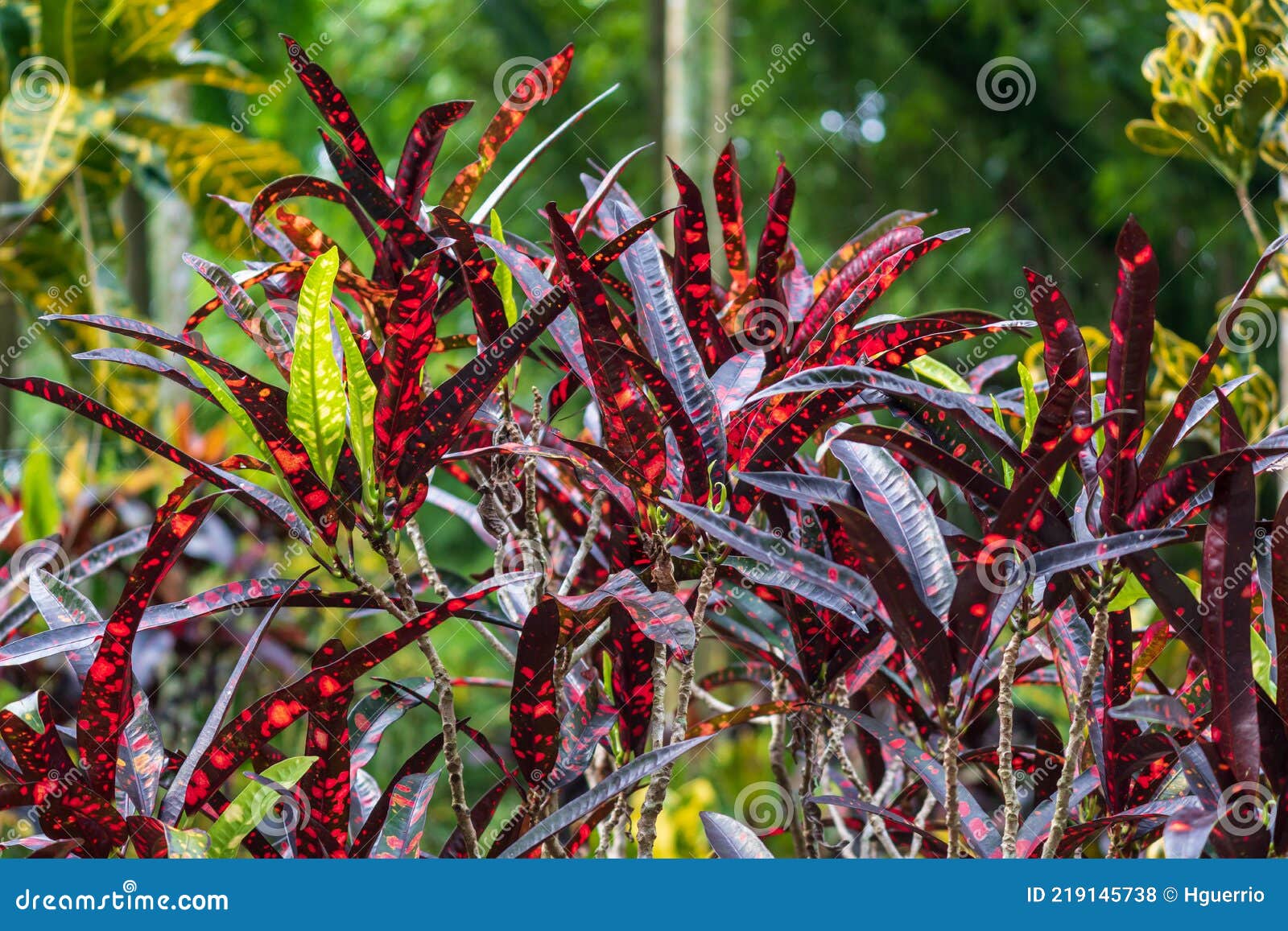 garden croton `franklin roosevelt` cultivar codiaeum variegatum - davie, florida, usa