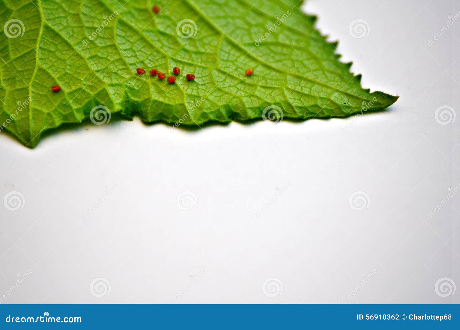 Garden cucumber pests stock photo. Image of green, ingredient 56910362