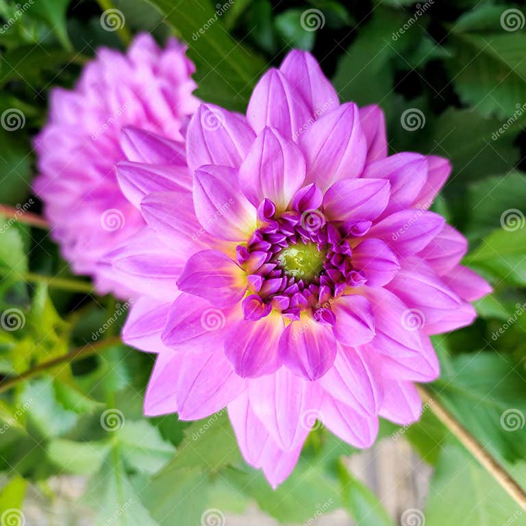 Garden Dahlia a Species of Dahlia, Its Botanical Name is Dahlia