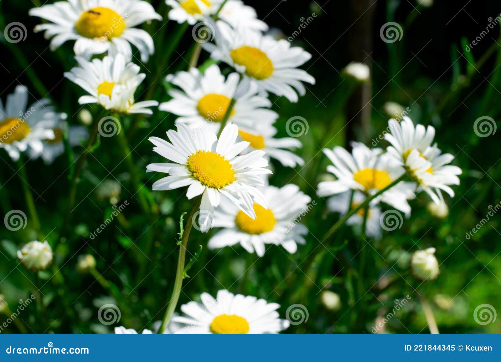Garden Daisies Growing on the Flowerbed Stock Image Image of garden