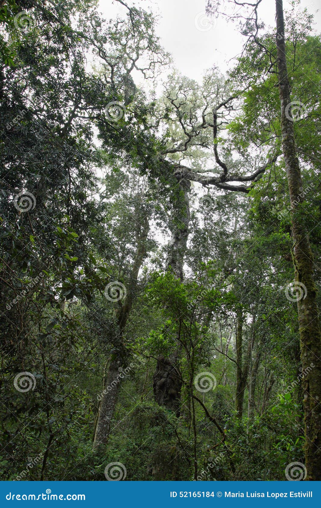 Garden Of Eden Stock Photo Image Of Nature National 52165184