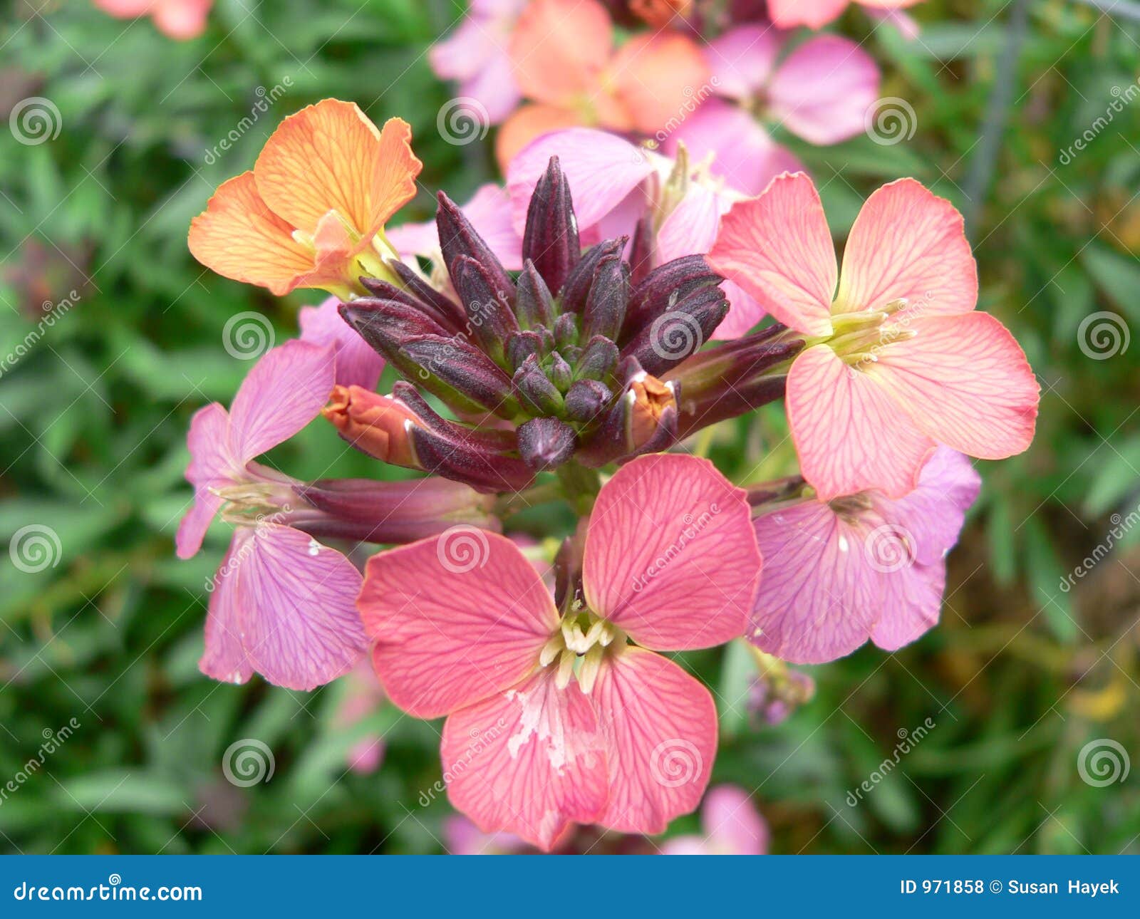 Garden erysimum stock photo. Image of florets, flower, erysimum 971858