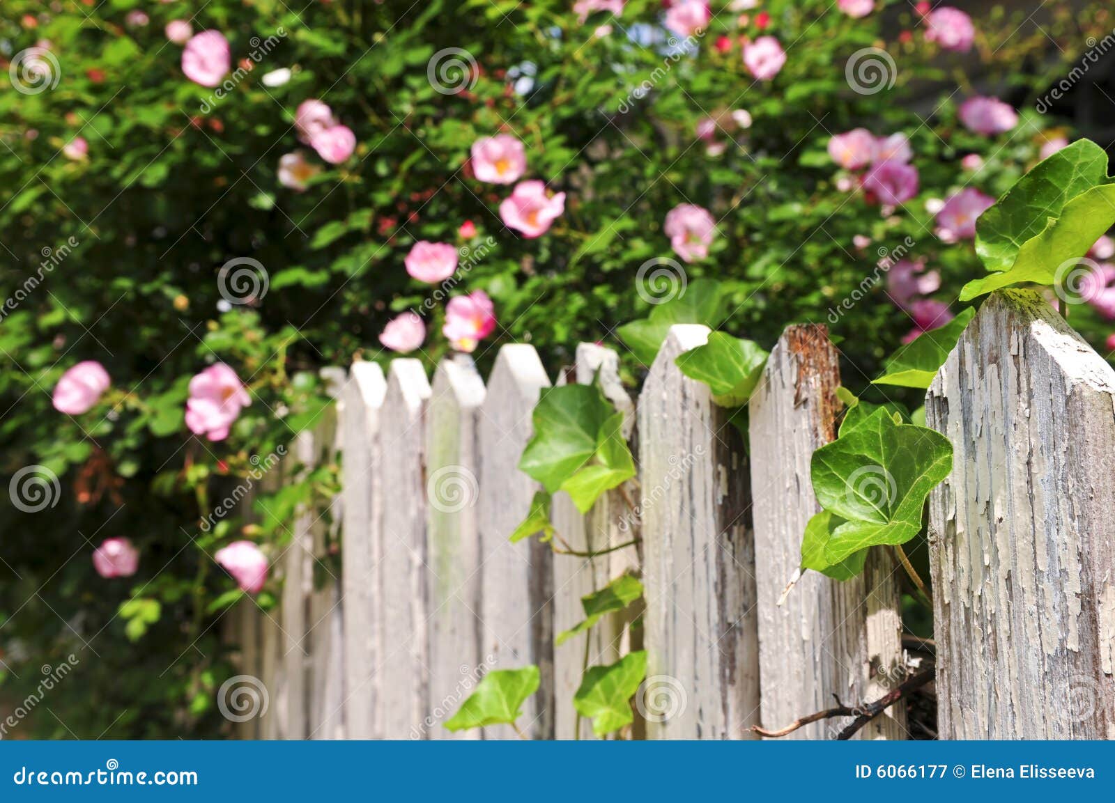 Garden fence with roses stock image. Image of outside 6066177