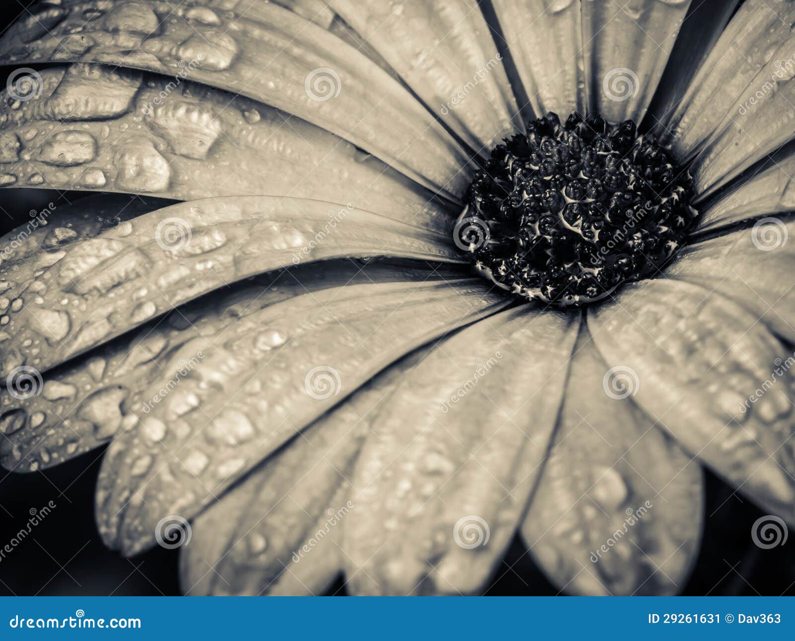 Garden Flower Macro Black and White Stock Image Image of corolla