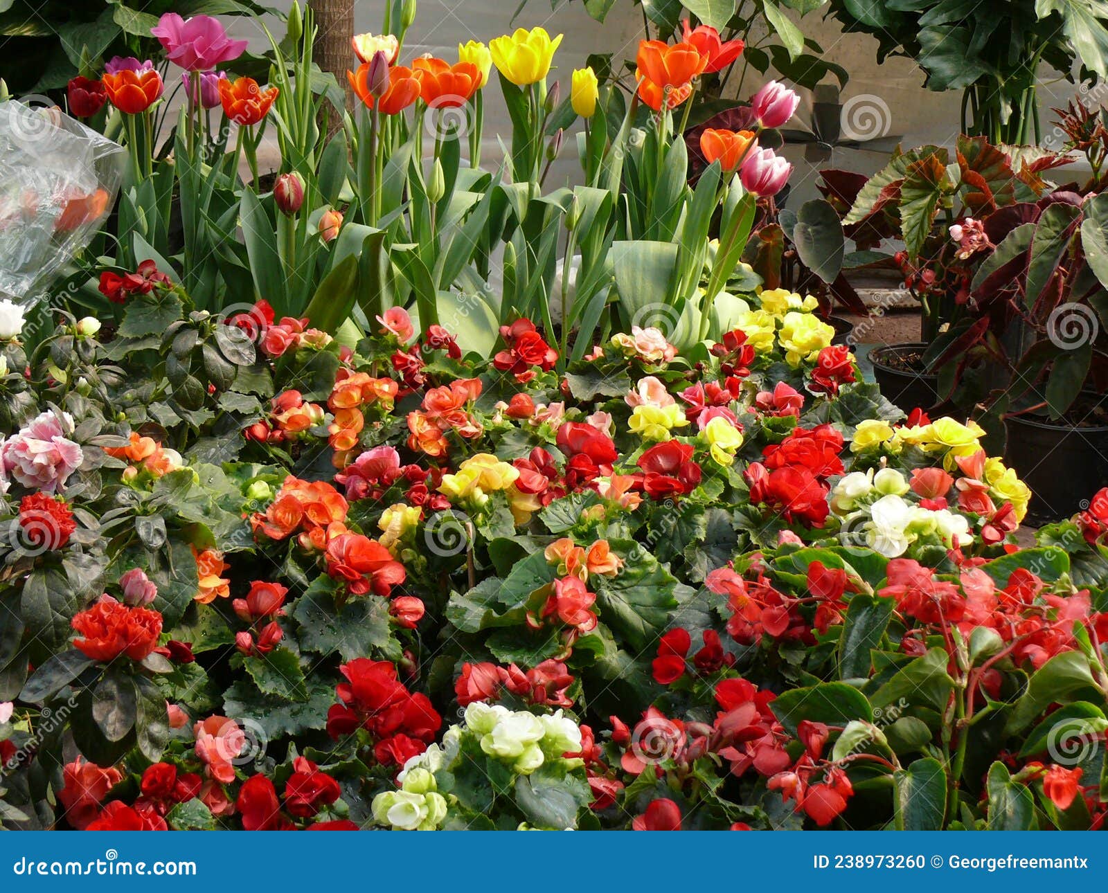 Garden flower stand stock photo. Image of stand, backyard 238973260