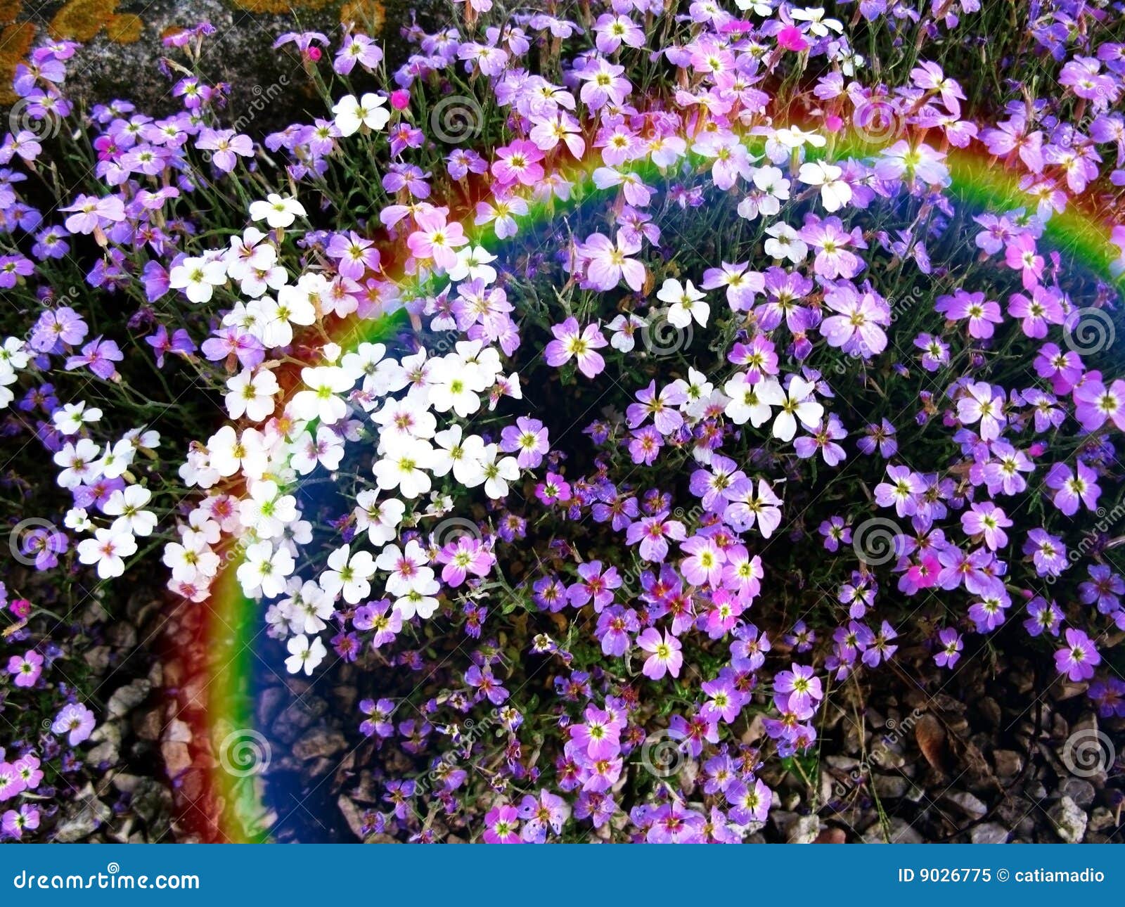 Garden flowers stock image. Image of flowers, colors, meadow - 9026775