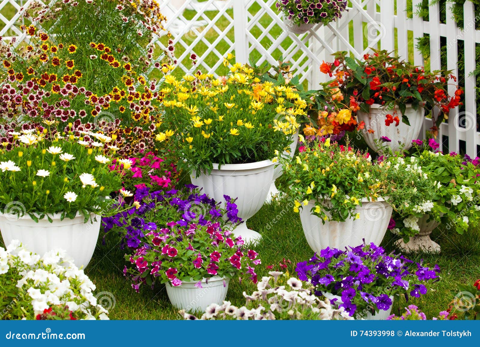  Garden  Flowers Of Different Colors In Pots  Stock Photo 