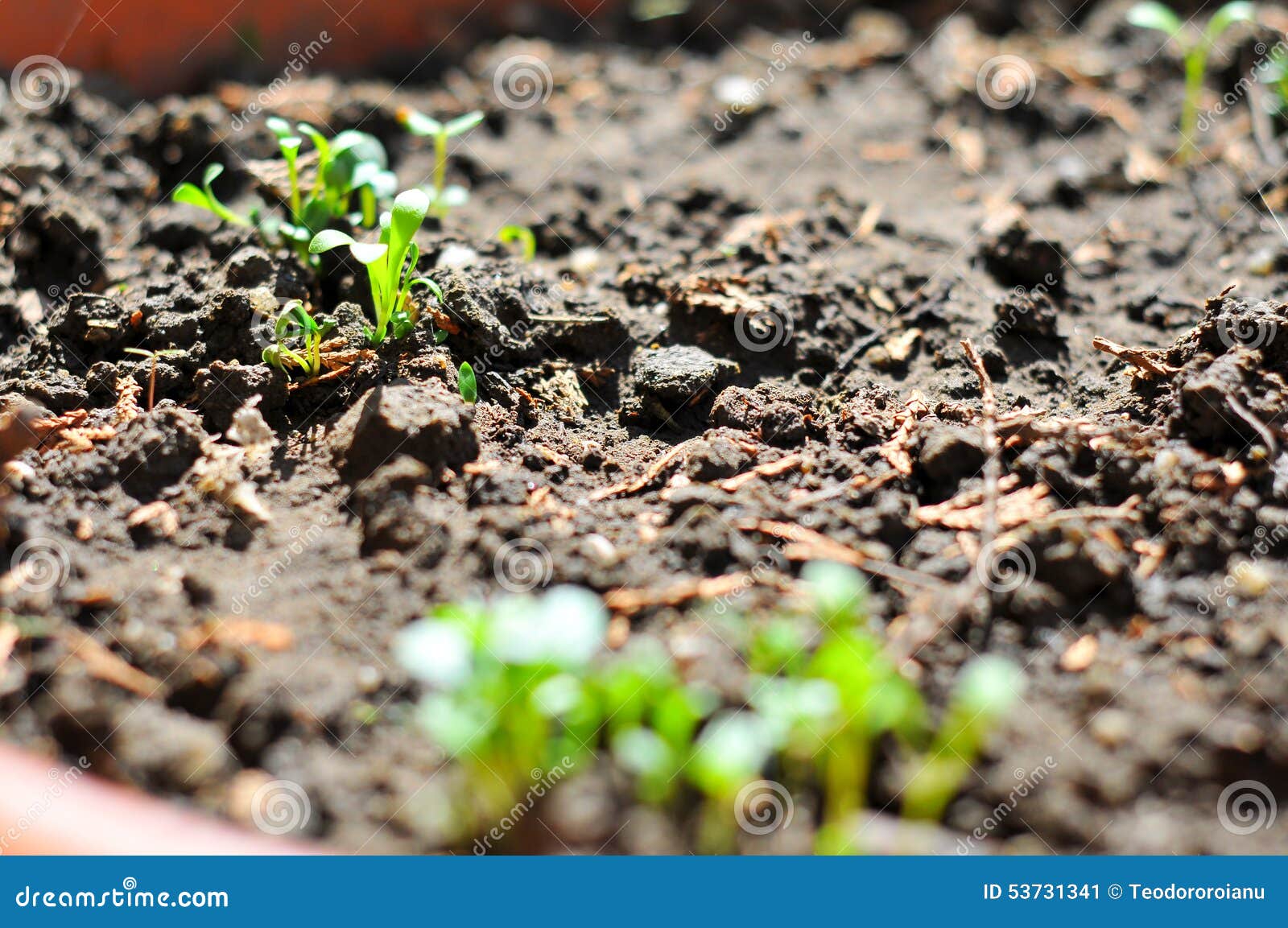 Garden flowers growing stock image. Image of tasteful 53731341