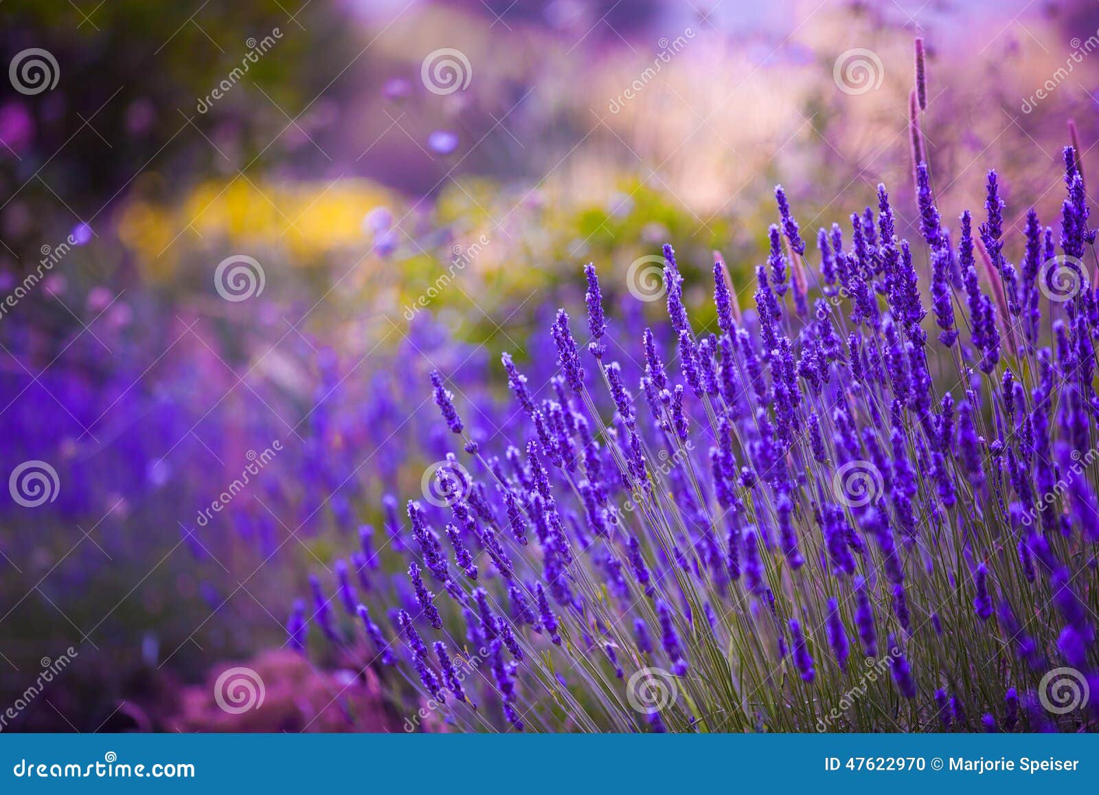garden flowers lavendar colorful background