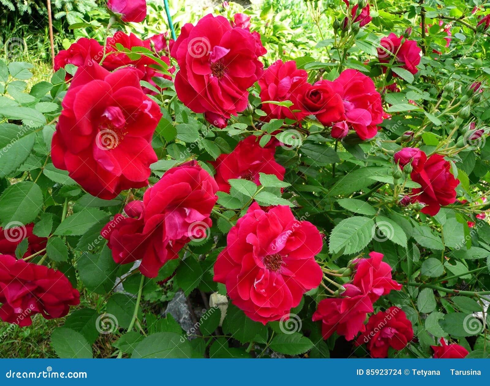 Garden Flowers Red Roses Stock Photo Image Of Beautiful 85923724