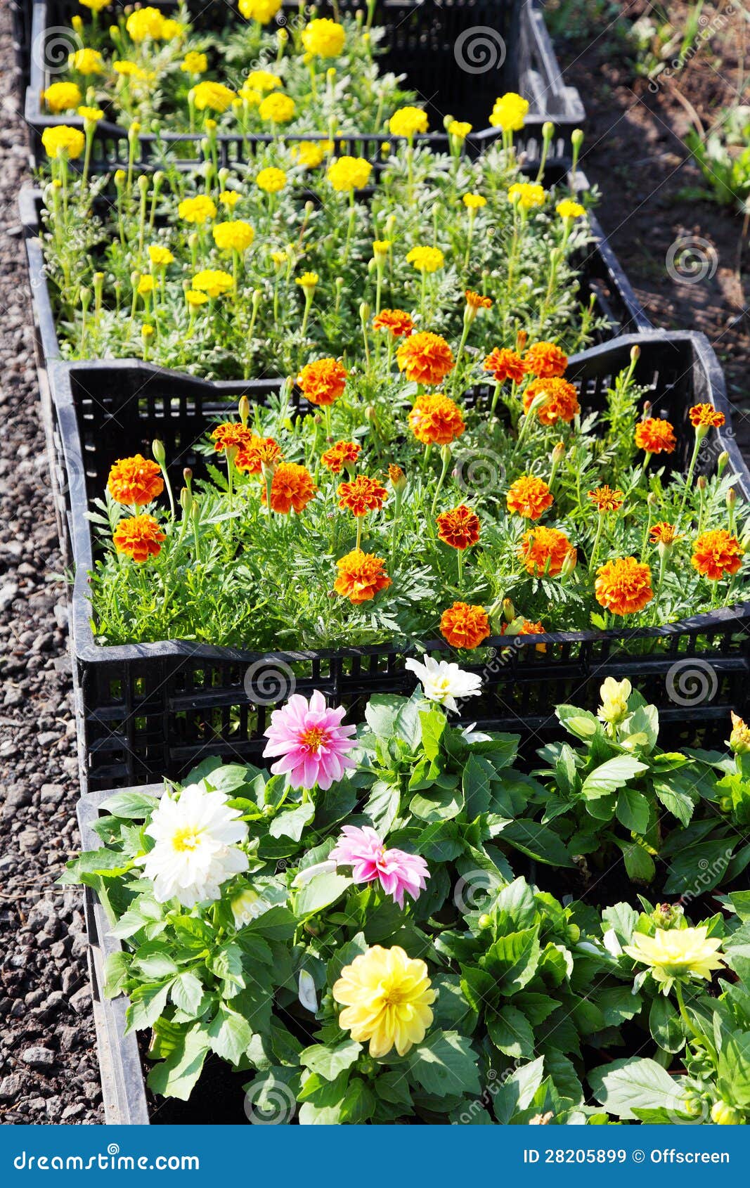 Garden flowers for sale stock image. Image of blossom 28205899