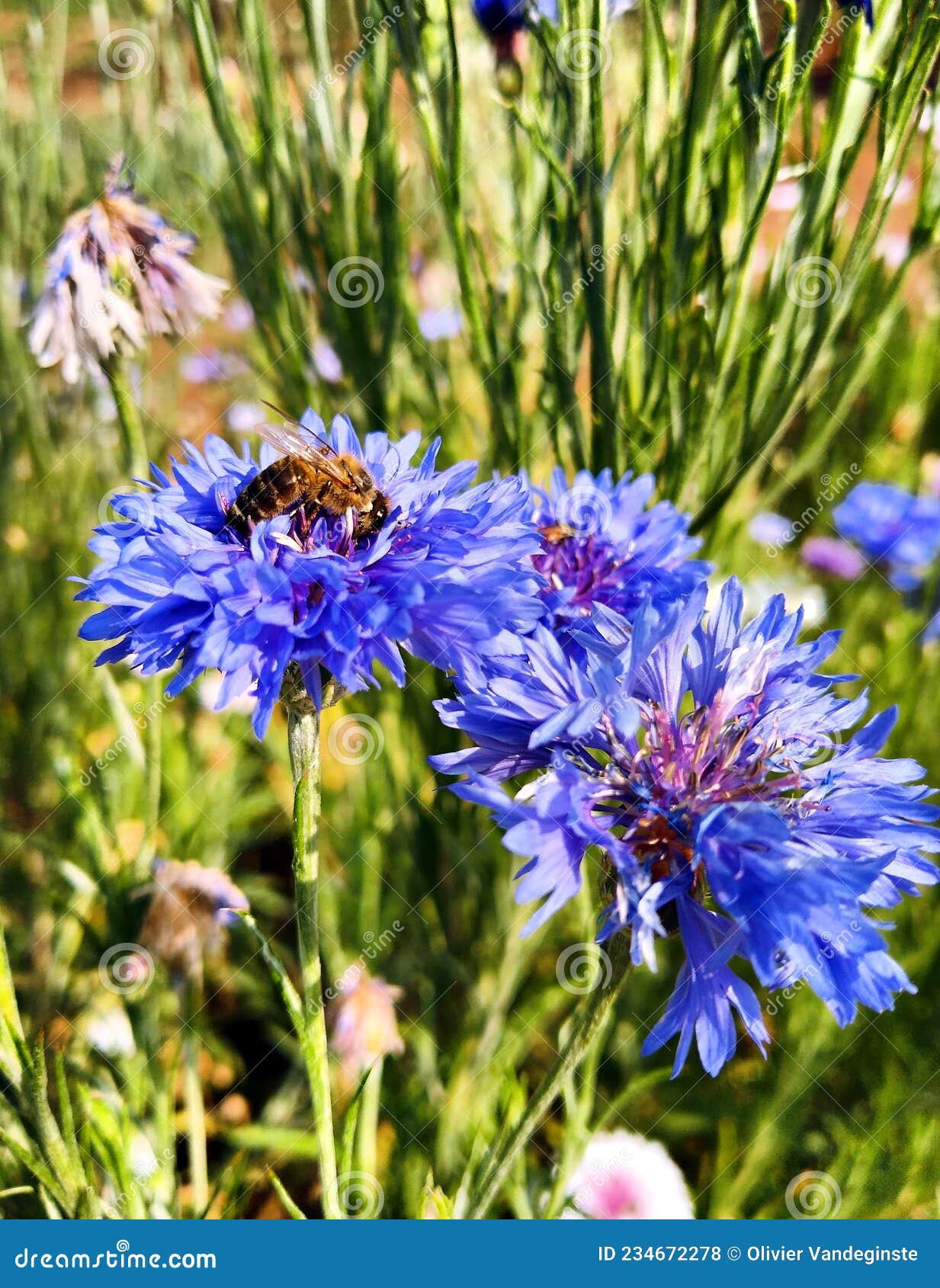 Garden flowers in the sun stock photo. Image of growing 234672278