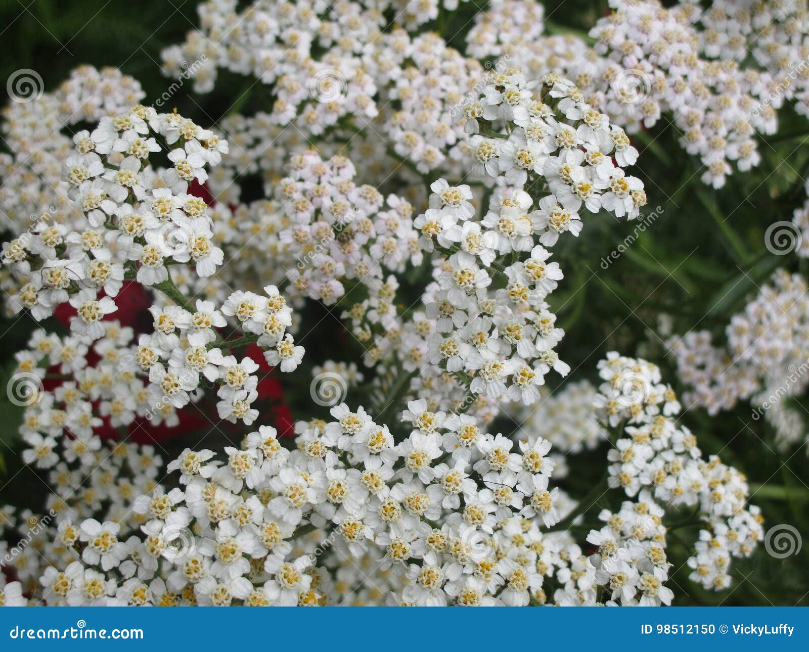 Garden Flowers with White Petals Stock Photo Image of flower, pretty