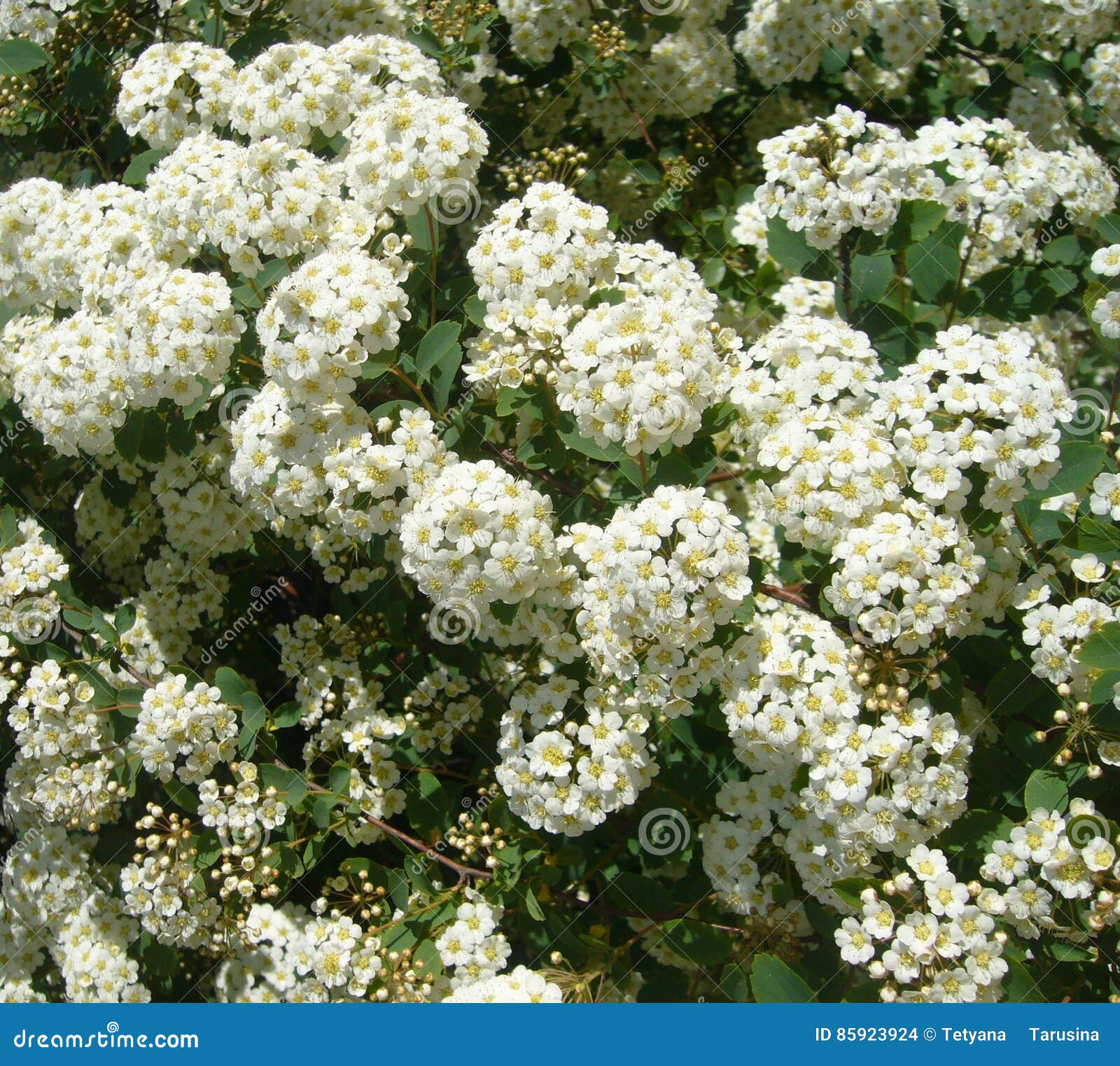 Garden Flowers. White Spiraea Stock Photo Image of natural, pattern