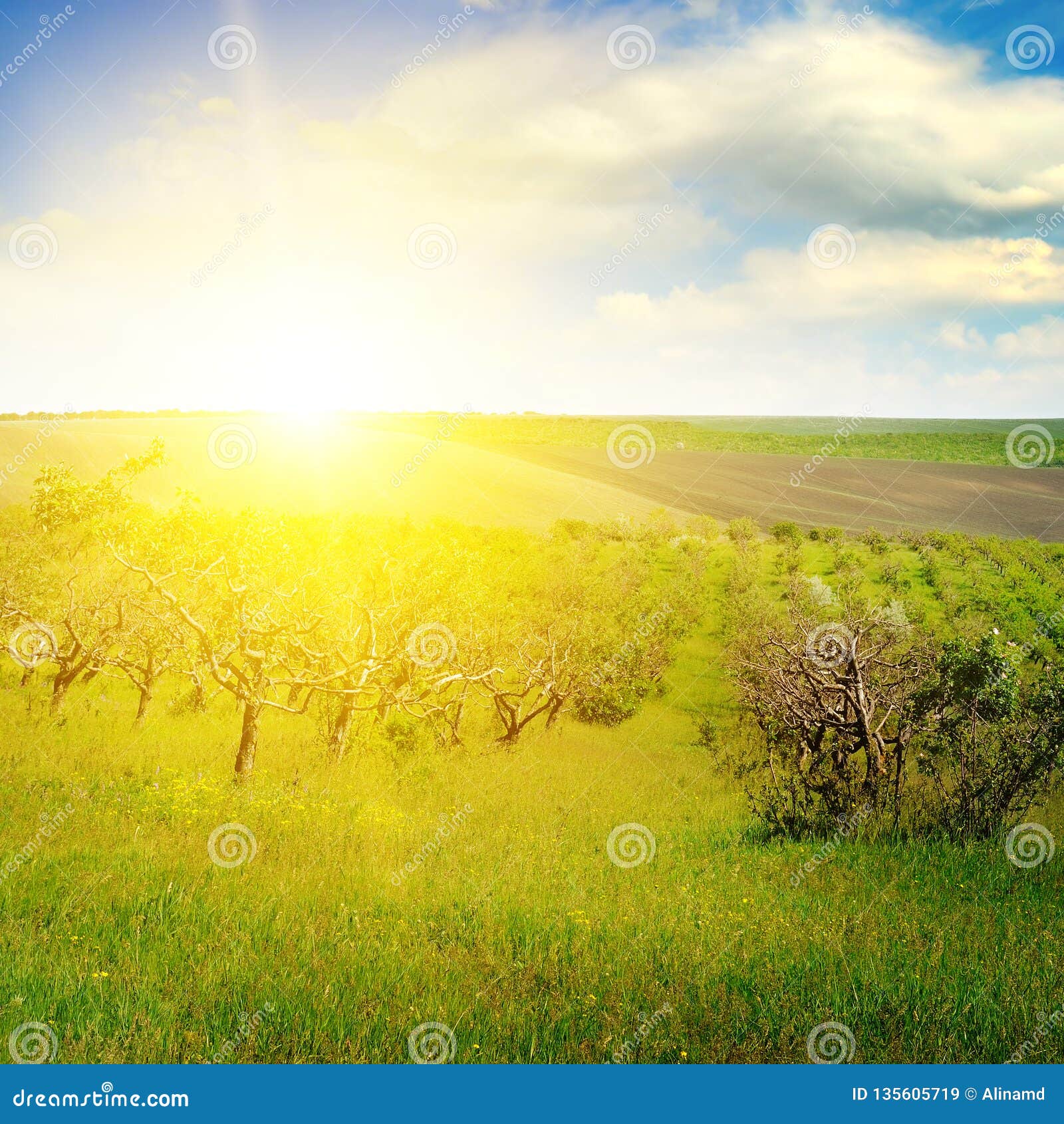 Garden with Fruit Trees and Sunrise Stock Image Image of outdoor