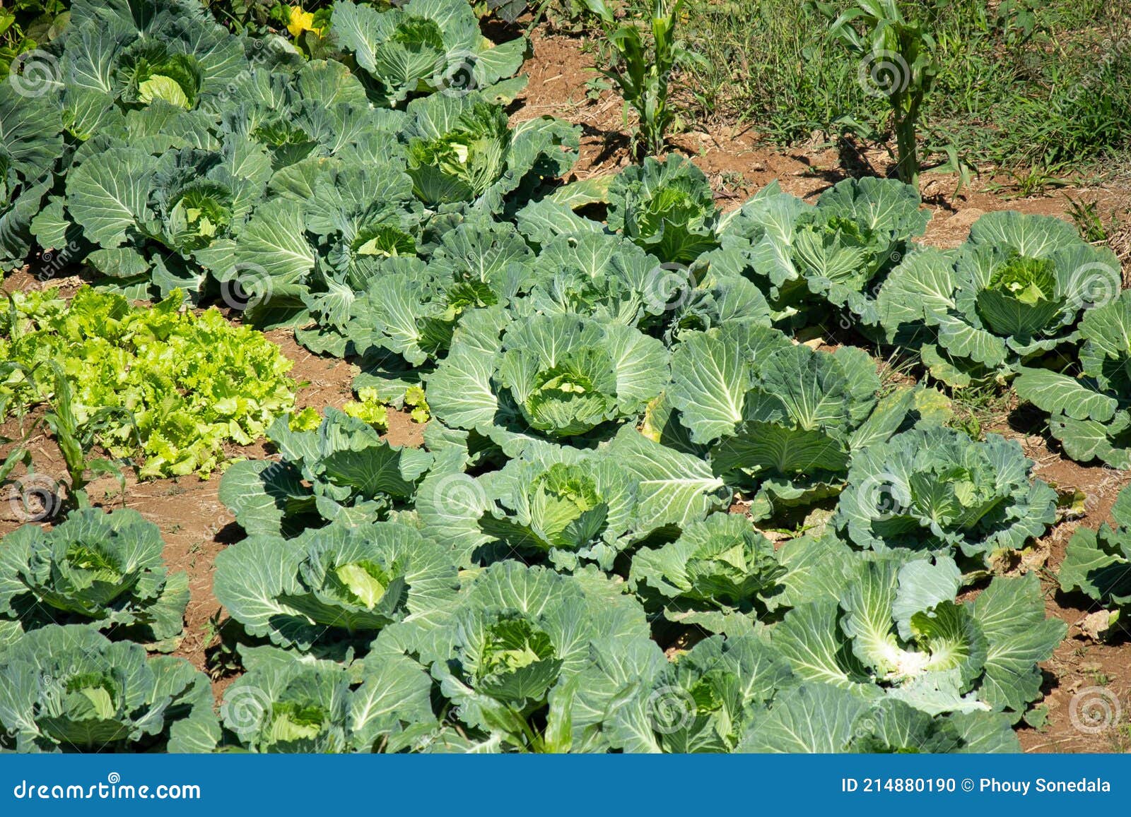 a garden full of abundance beauty cabbage growing in garden,big cabbage