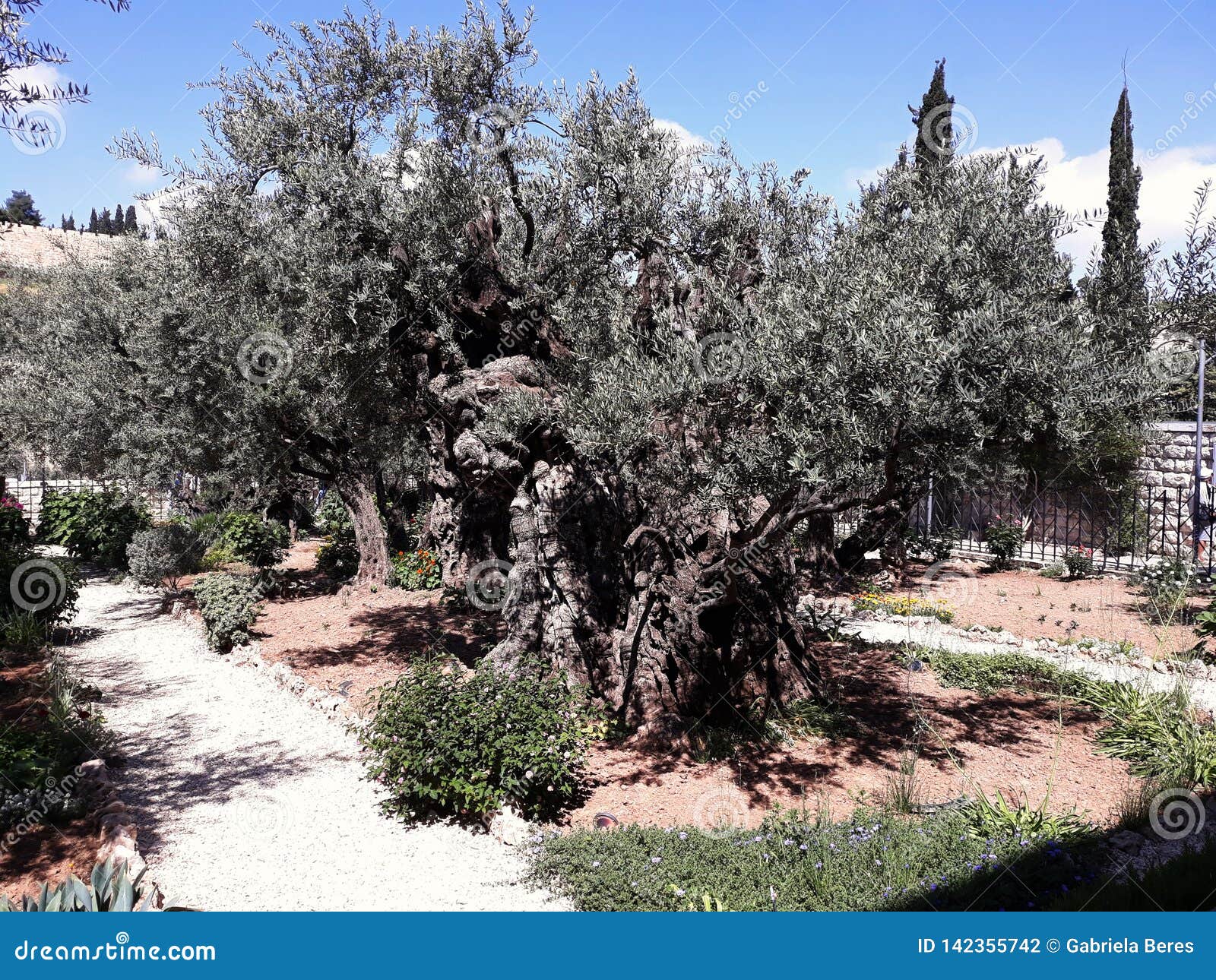 Garden Of Gethsemane In Jerusalem Israel Stock Photo Image Of