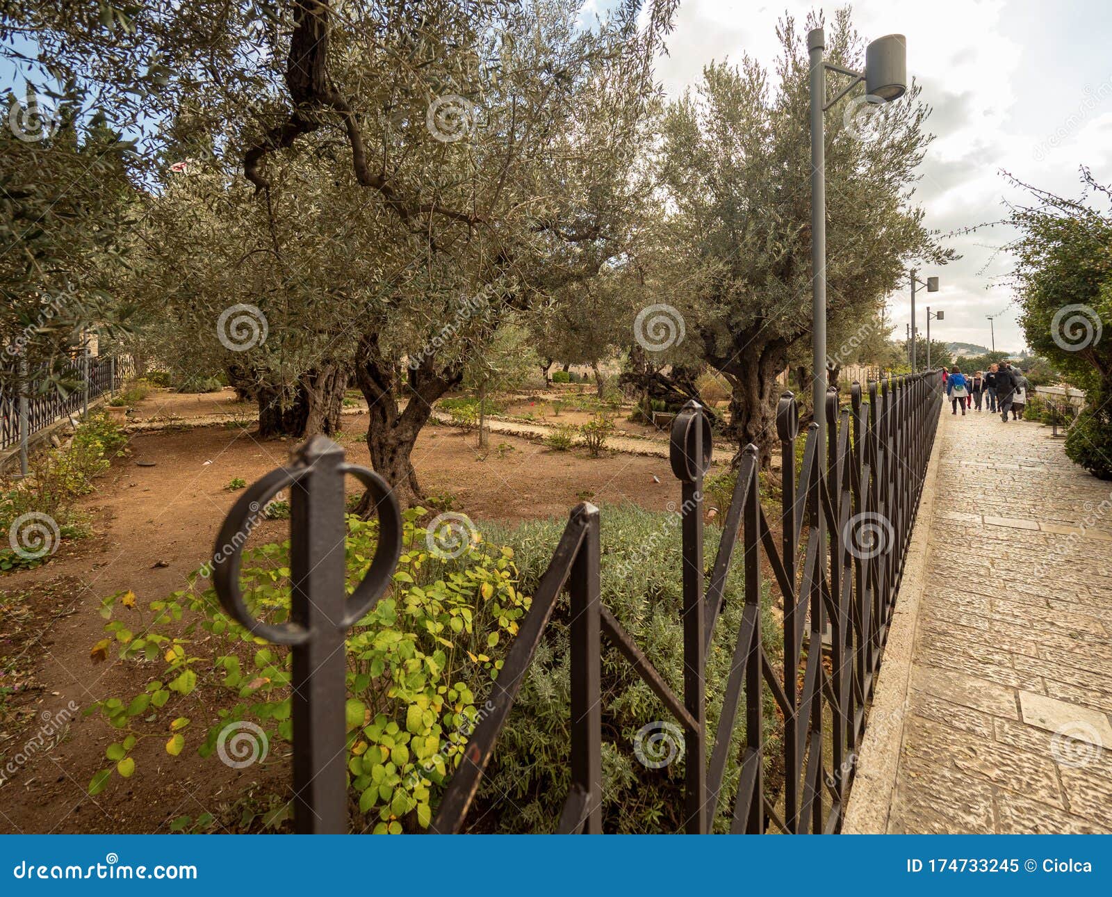 Garden Of Gethsemane Jerusalem Israel Editorial Image Image Of