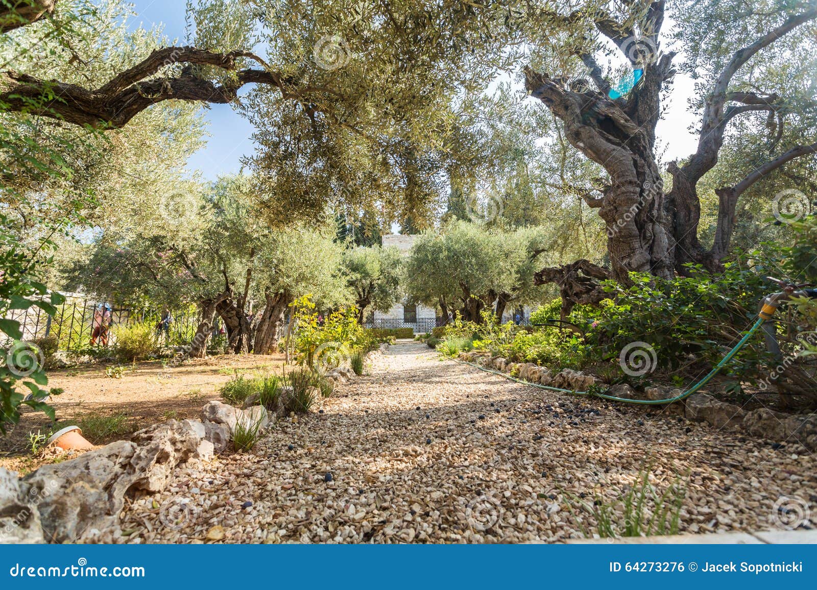 free clipart garden of gethsemane - photo #28