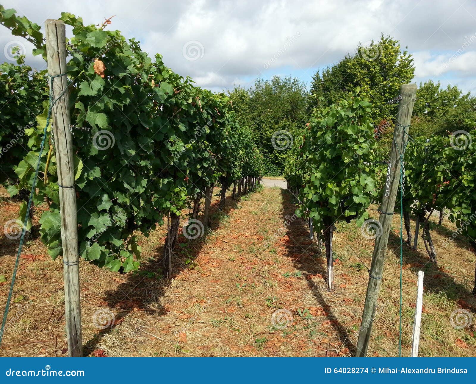 Grape garden stock photo. Image of leaves, landscape 64028274