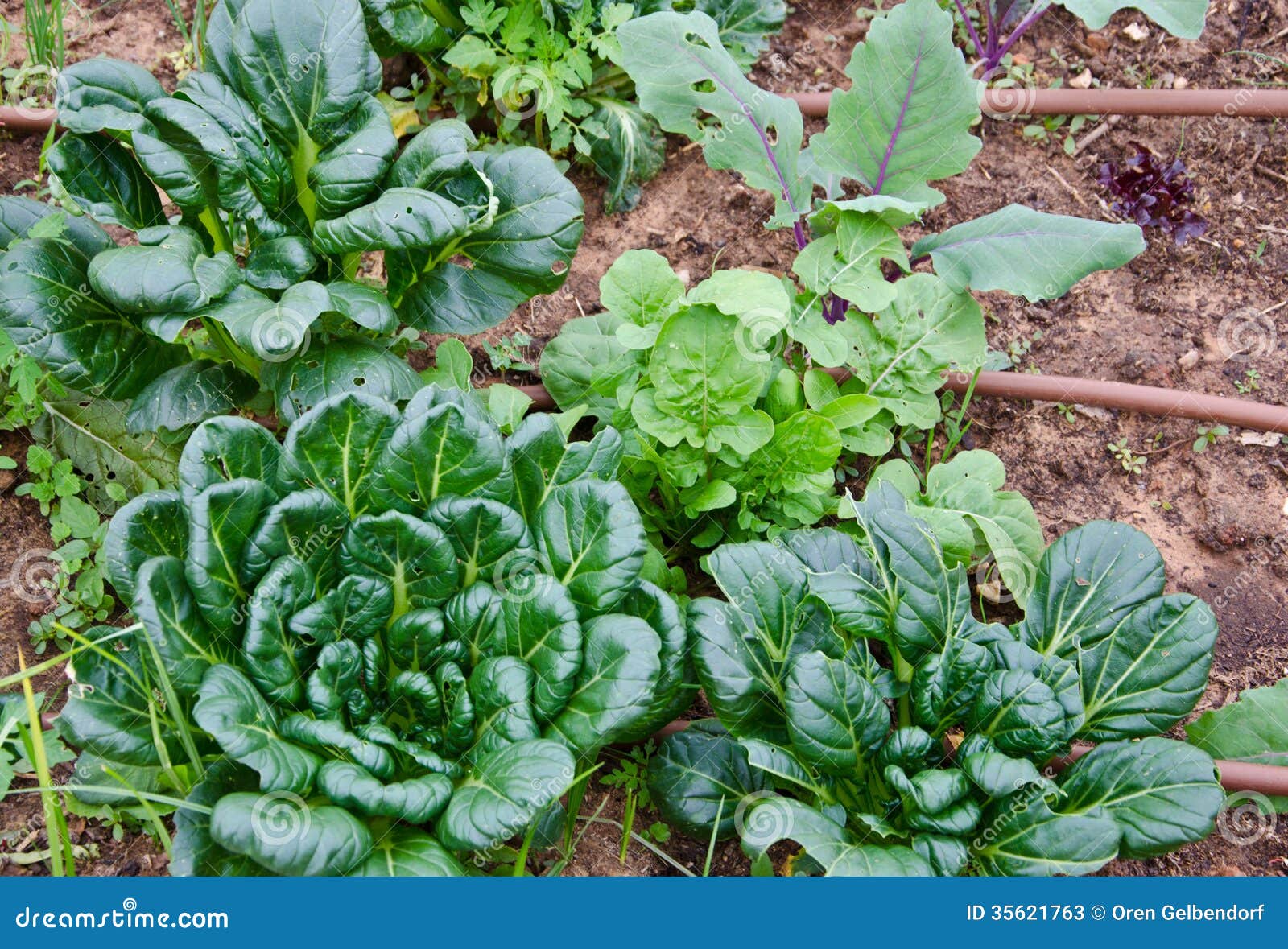 Garden of greens stock image. Image of green, grows, vegetables 35621763