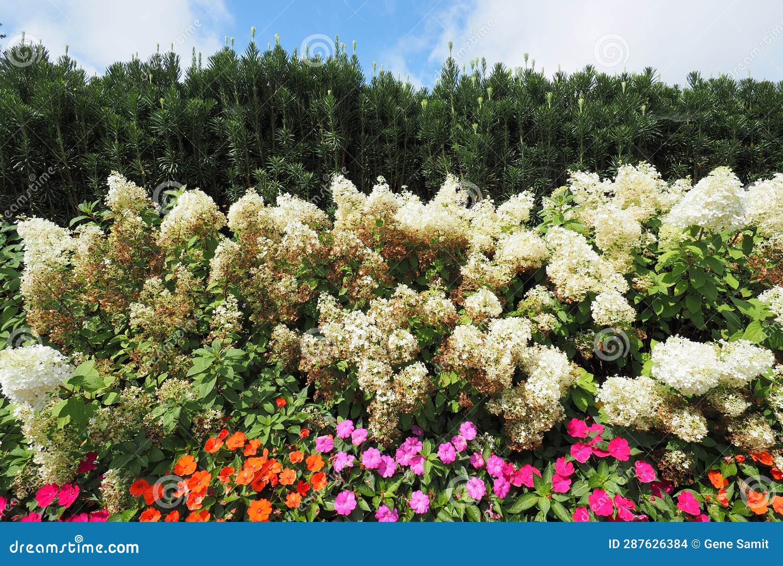 The Garden Has Several Different Types of Flowers. Stock Photo - Image ...