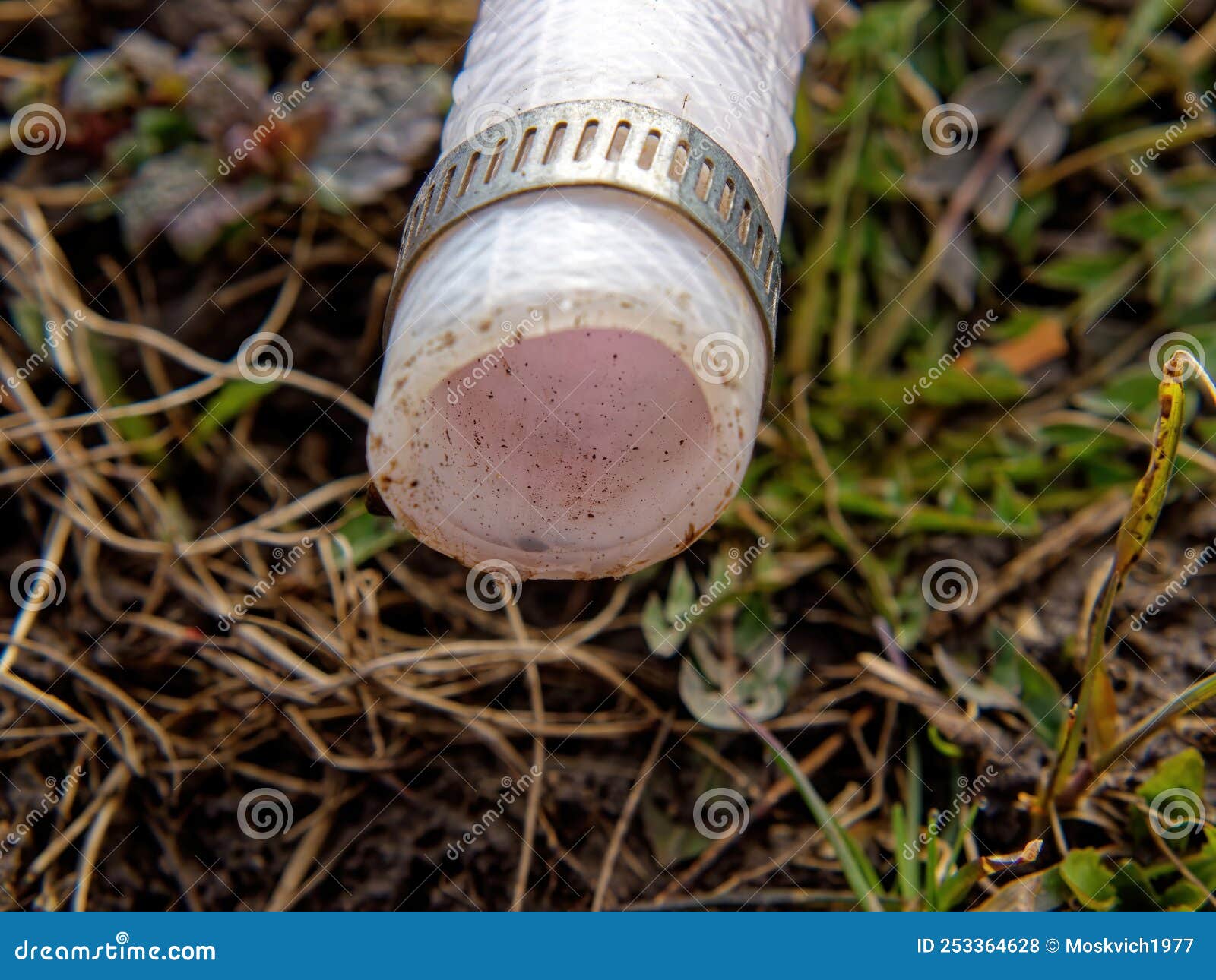 Garden Hose with Clamp in the Garden Stock Photo Image of growth