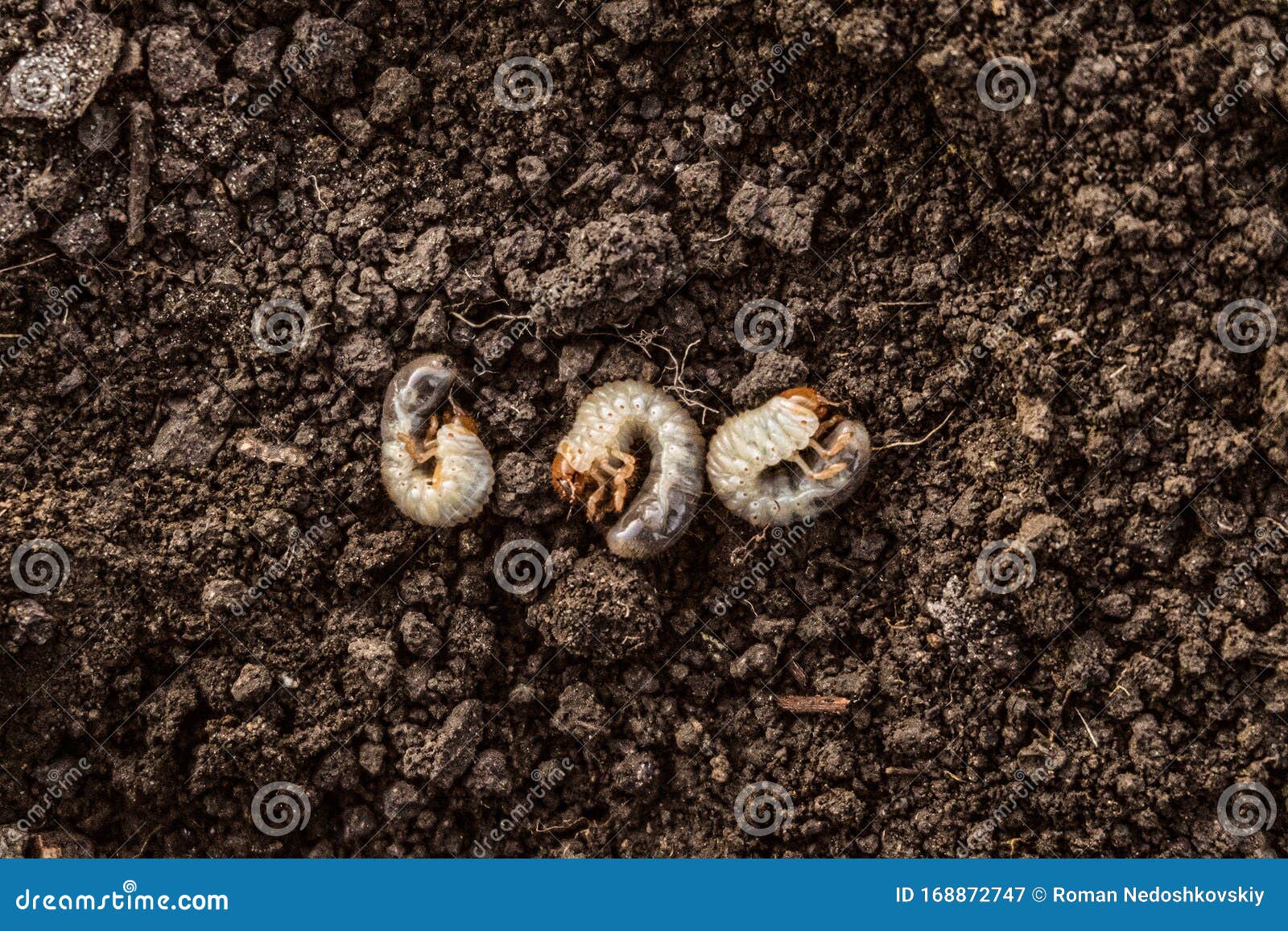 Garden Insect Pest On Vegetable Garden Soil Stock Image Image Of Agriculture Bugs