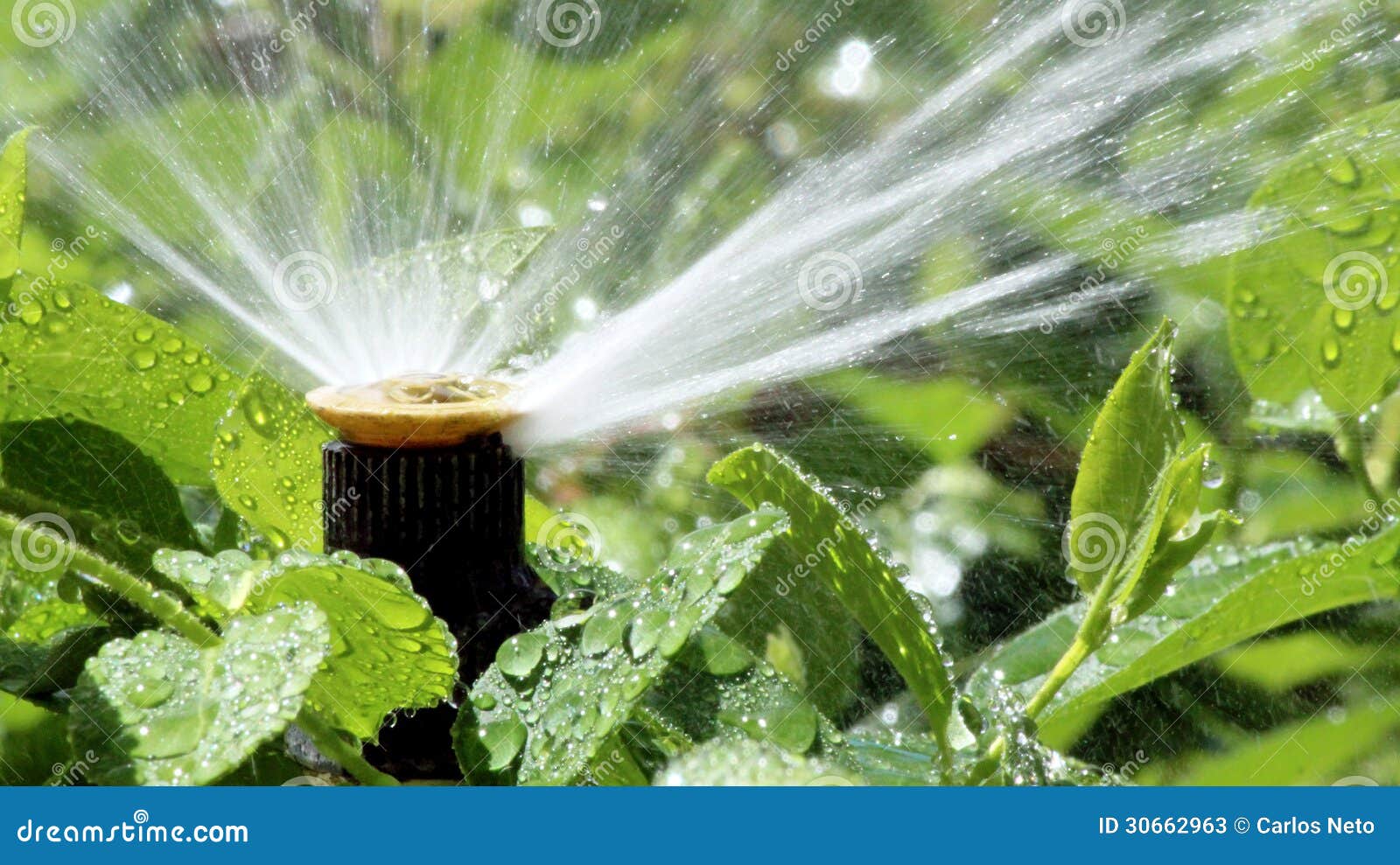 garden irrigation spray system watering flowerbed