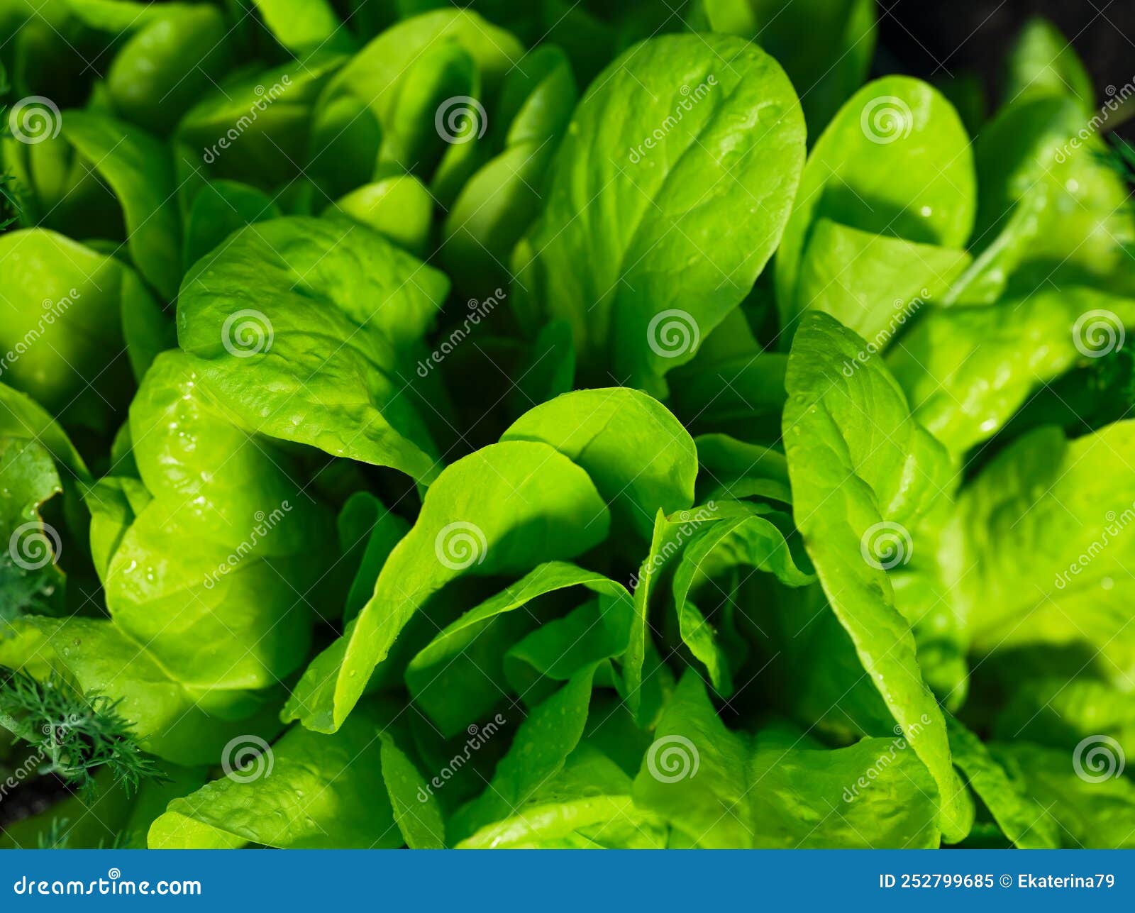 Garden Lettuce Plants. Closeup Stock Image Image of lettuce