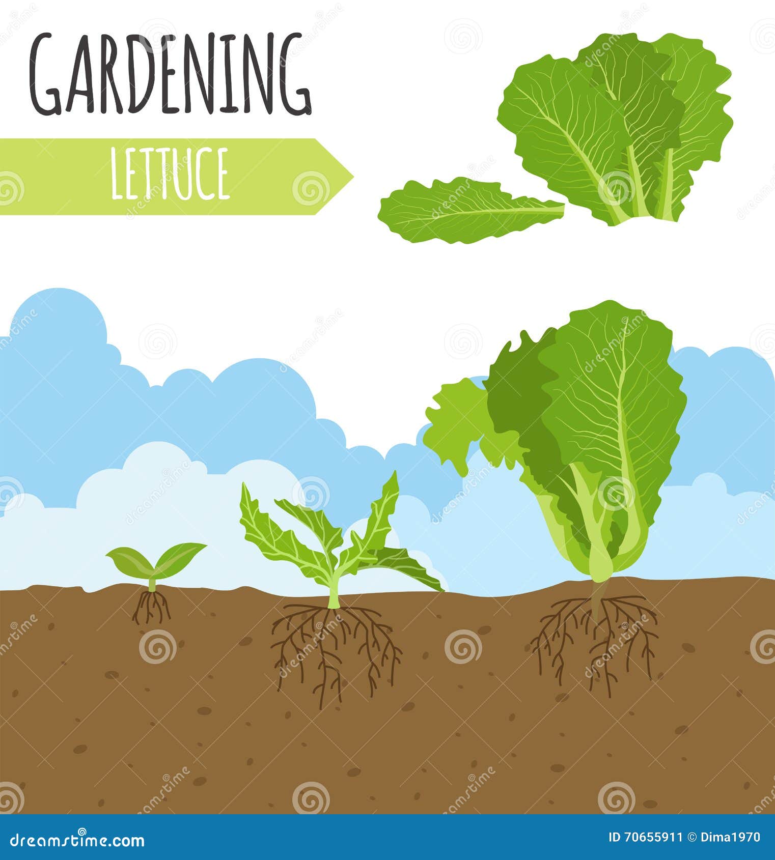 Lettuce Plant Stock Illustrations 12,933 Lettuce Plant Stock