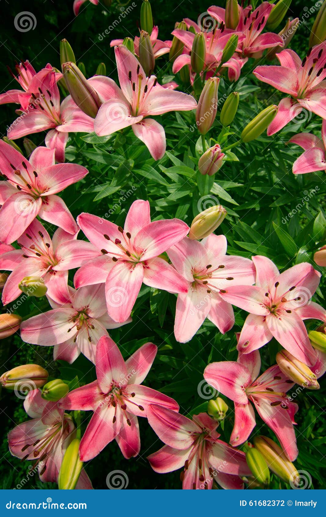 Garden lilies flowers stock photo. Image of nature, green 61682372