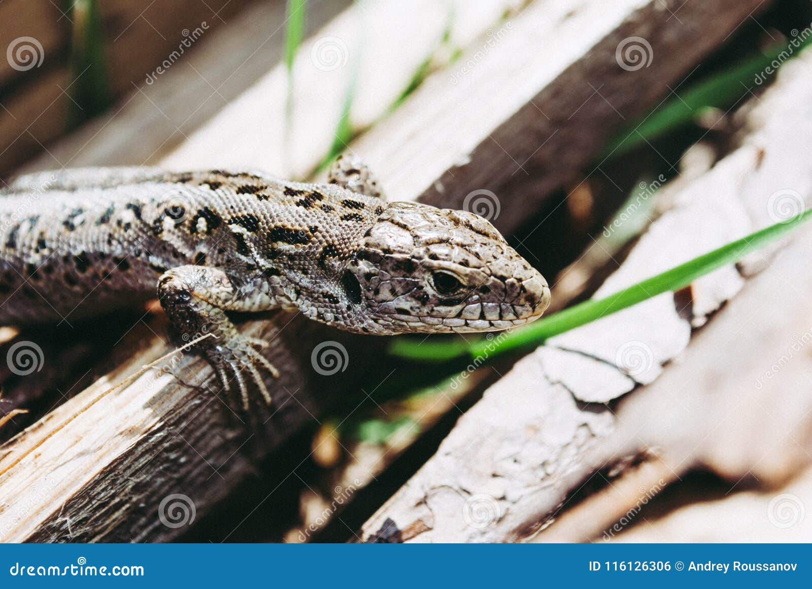 Garden Lizard Looking. these Changeable Lizards are Territorial Stock